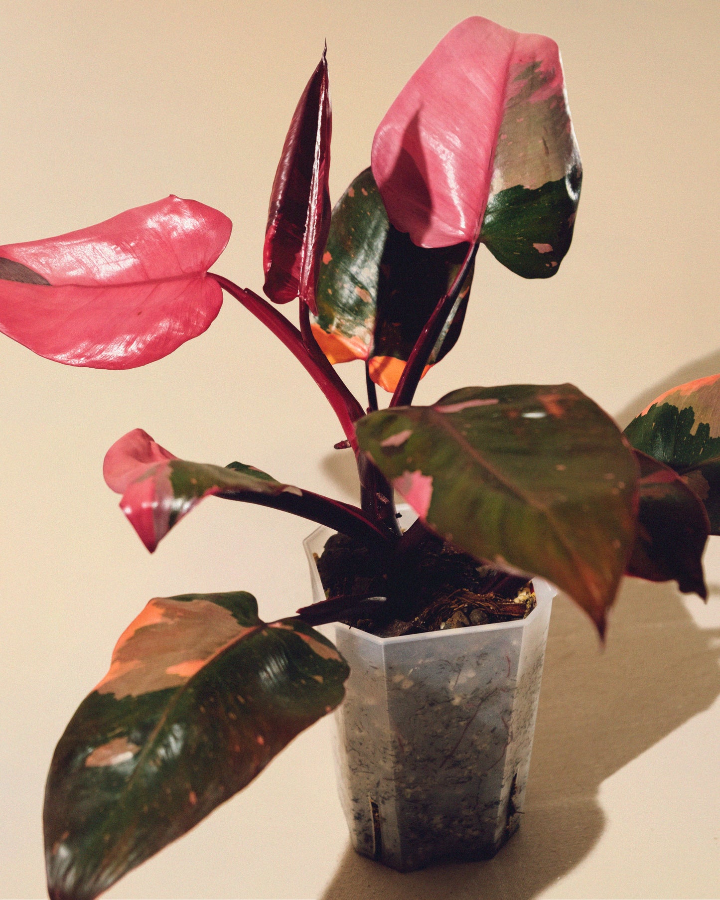 PHILODENDRON PINK PRINCESS MARBLE