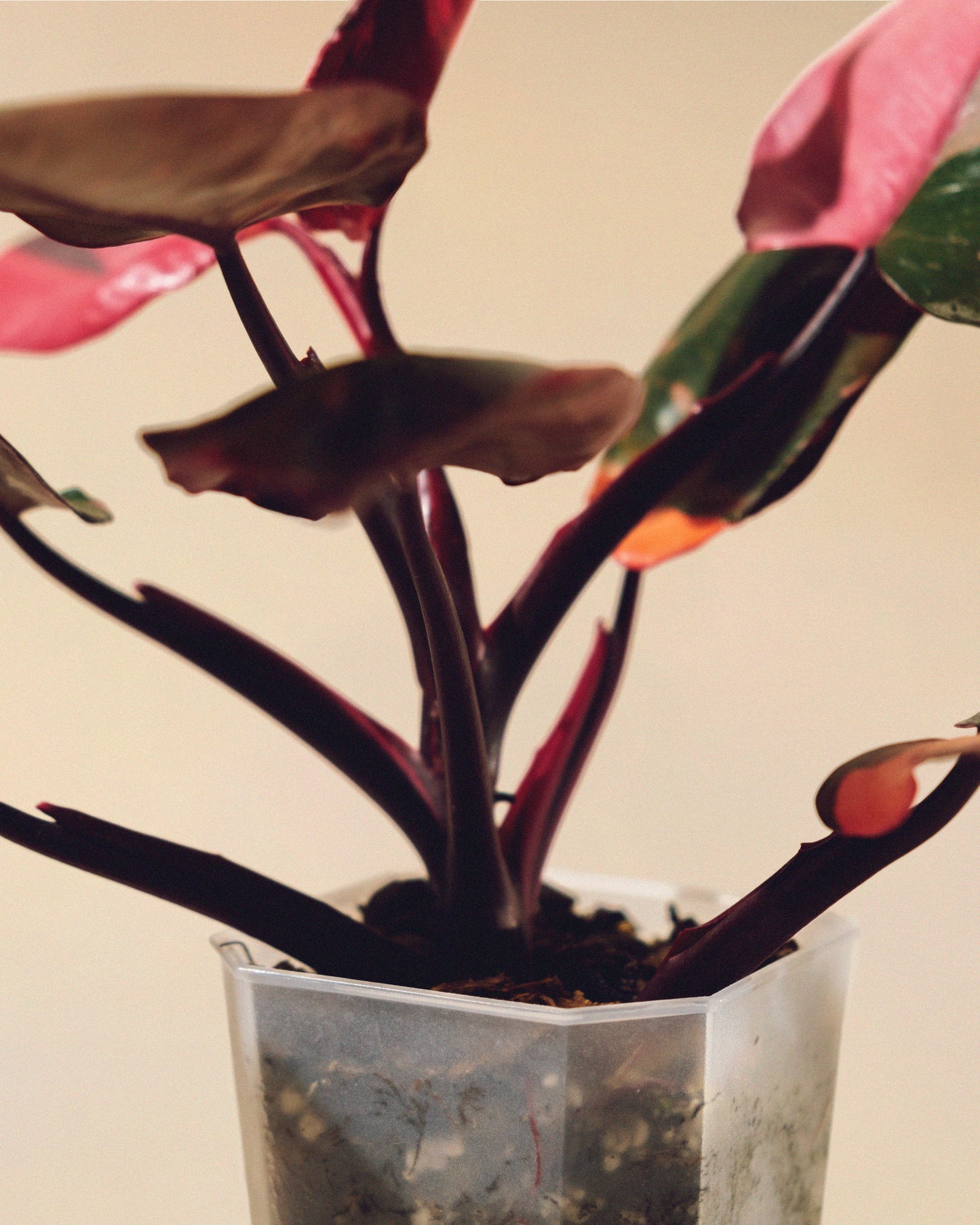 PHILODENDRON PINK PRINCESS MARBLE