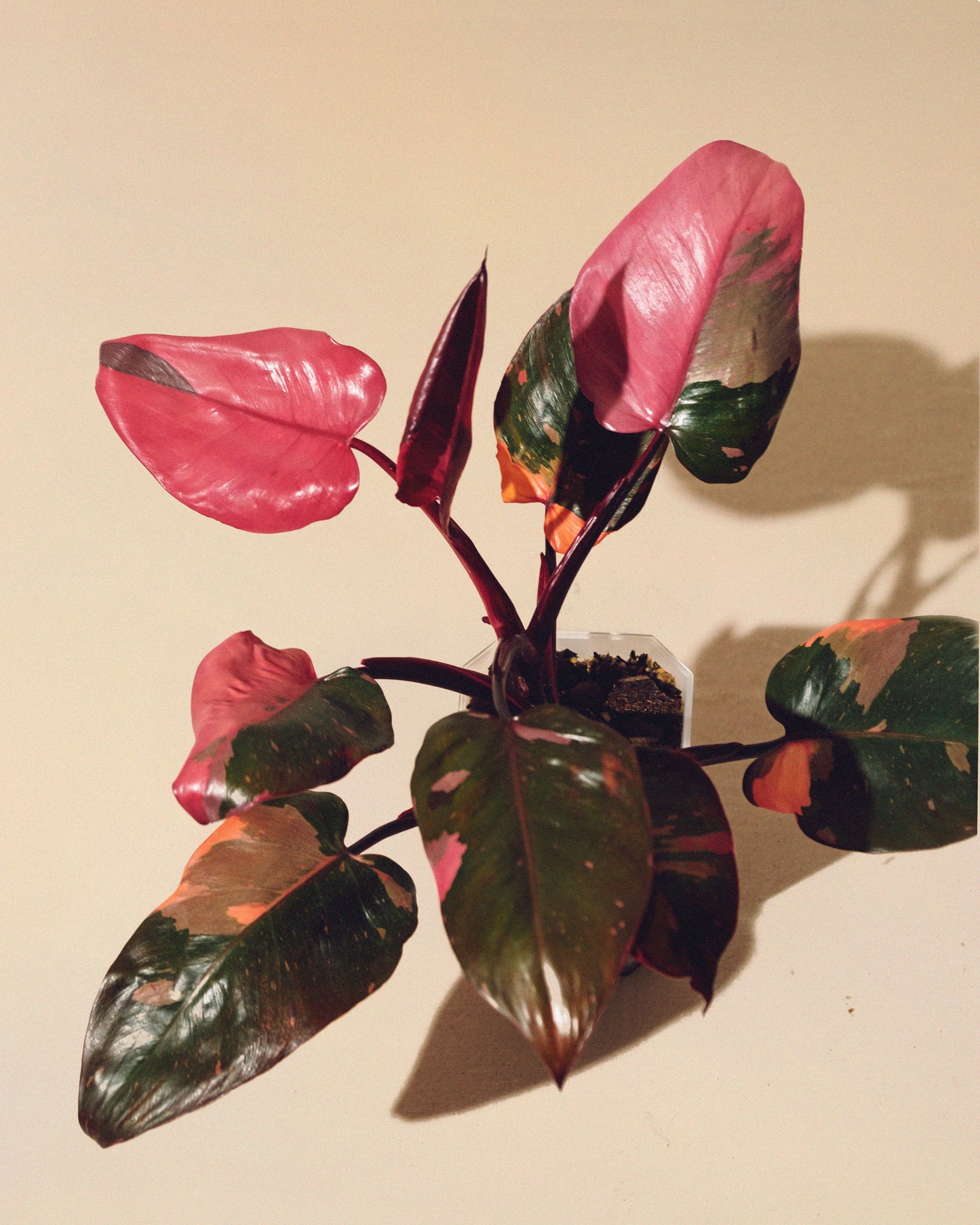 PHILODENDRON PINK PRINCESS MARBLE