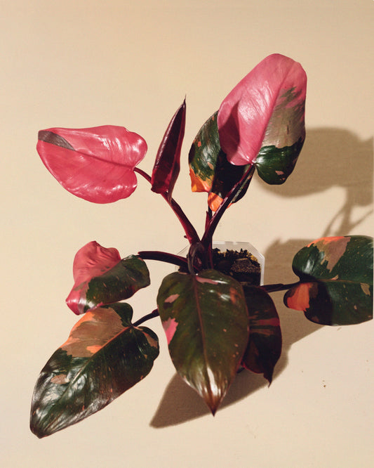 PHILODENDRON PINK PRINCESS MARBLE