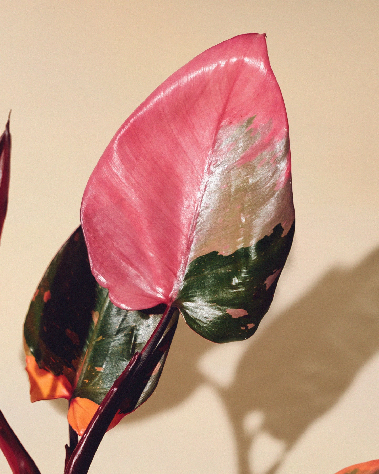 PHILODENDRON PINK PRINCESS MARBLE