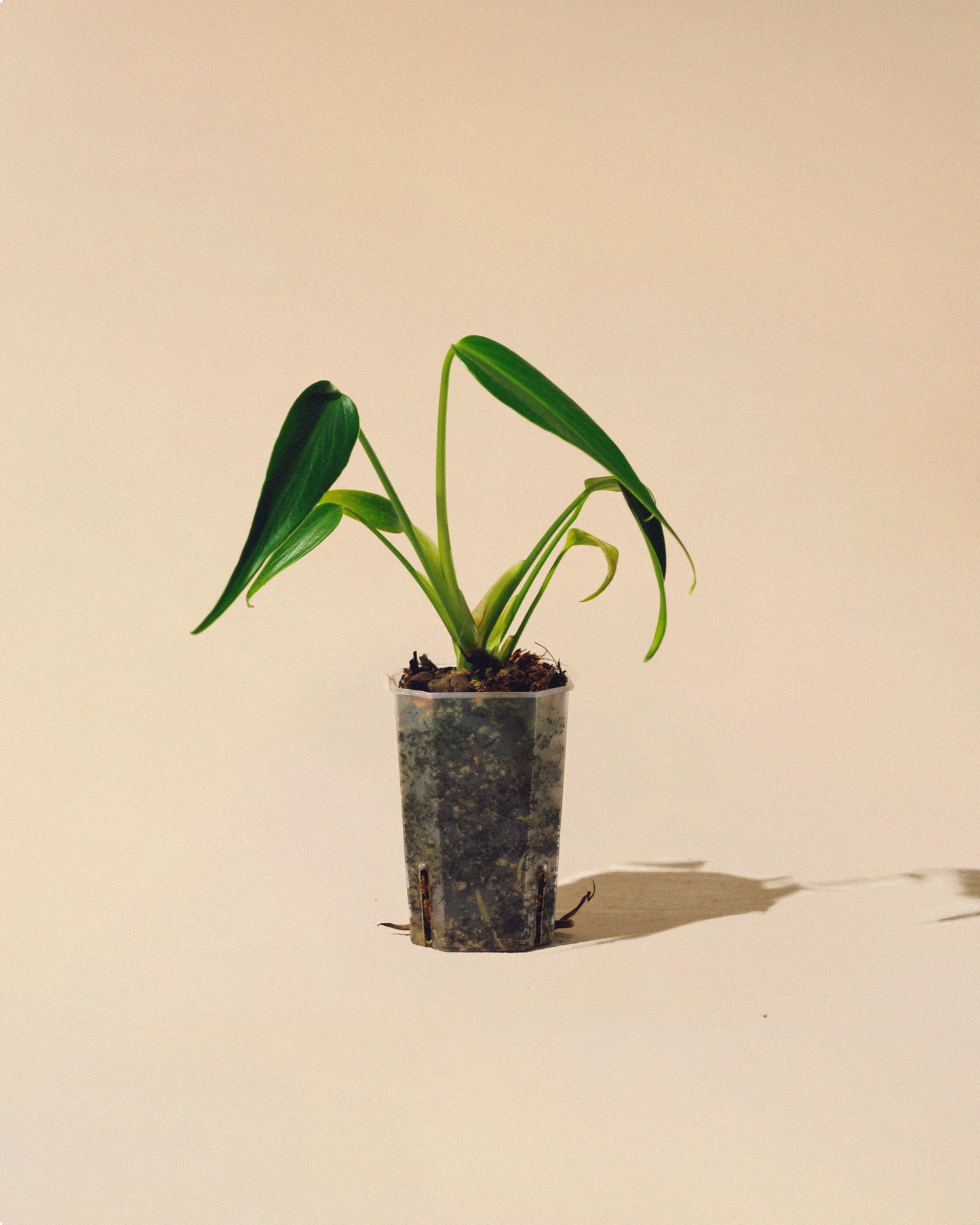 MONSTERA BURLE MARX FLAME 01 BABY