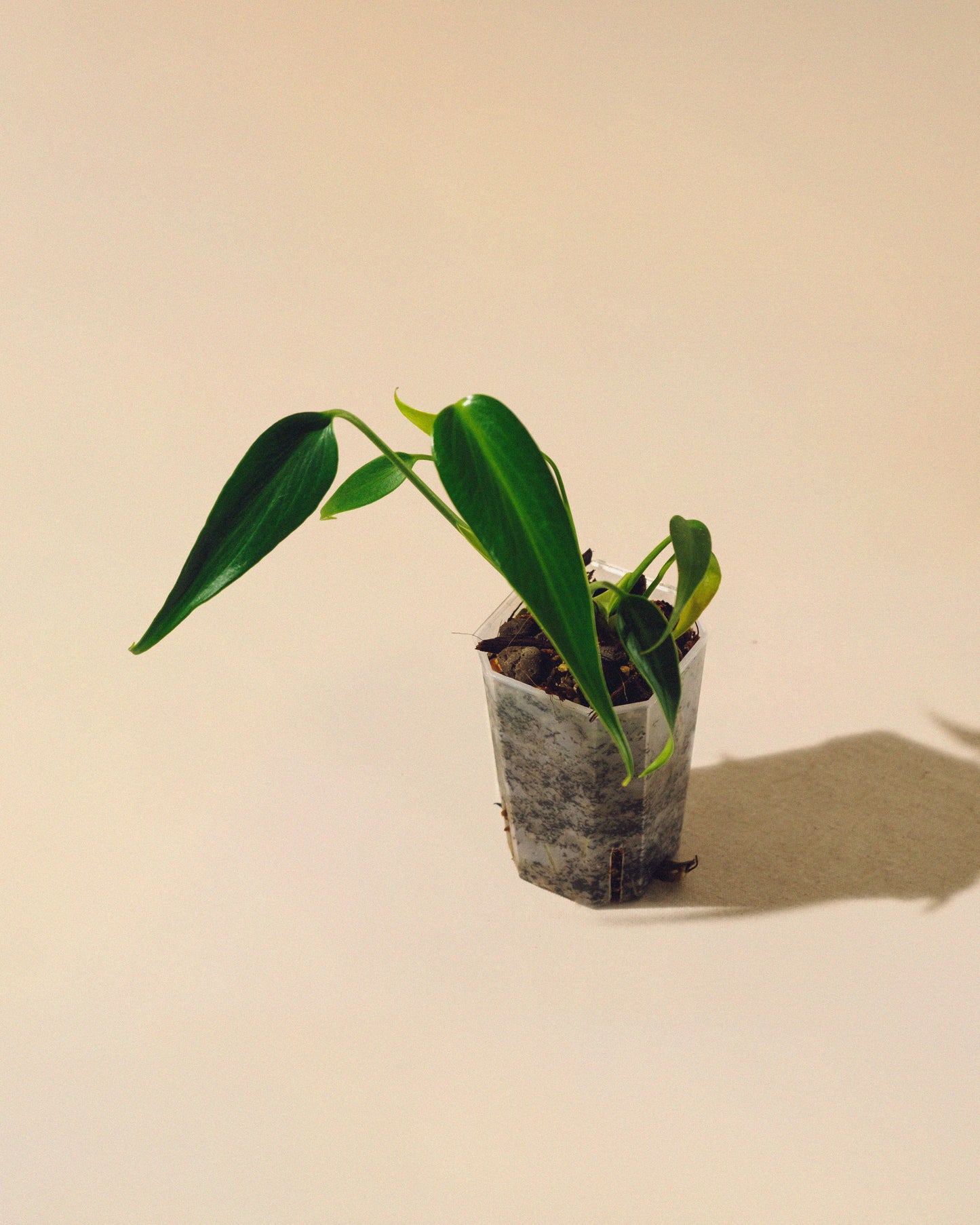 MONSTERA BURLE MARX FLAME 01 BABY