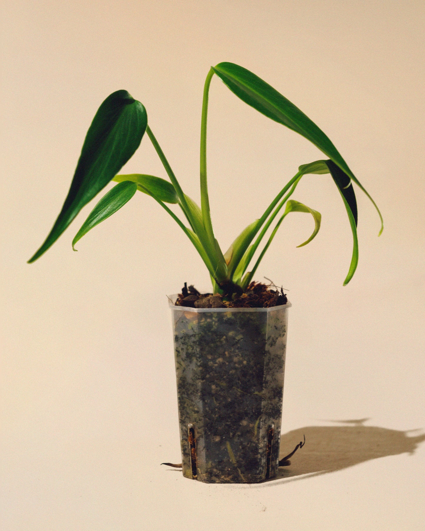 MONSTERA BURLE MARX FLAME 01 BABY