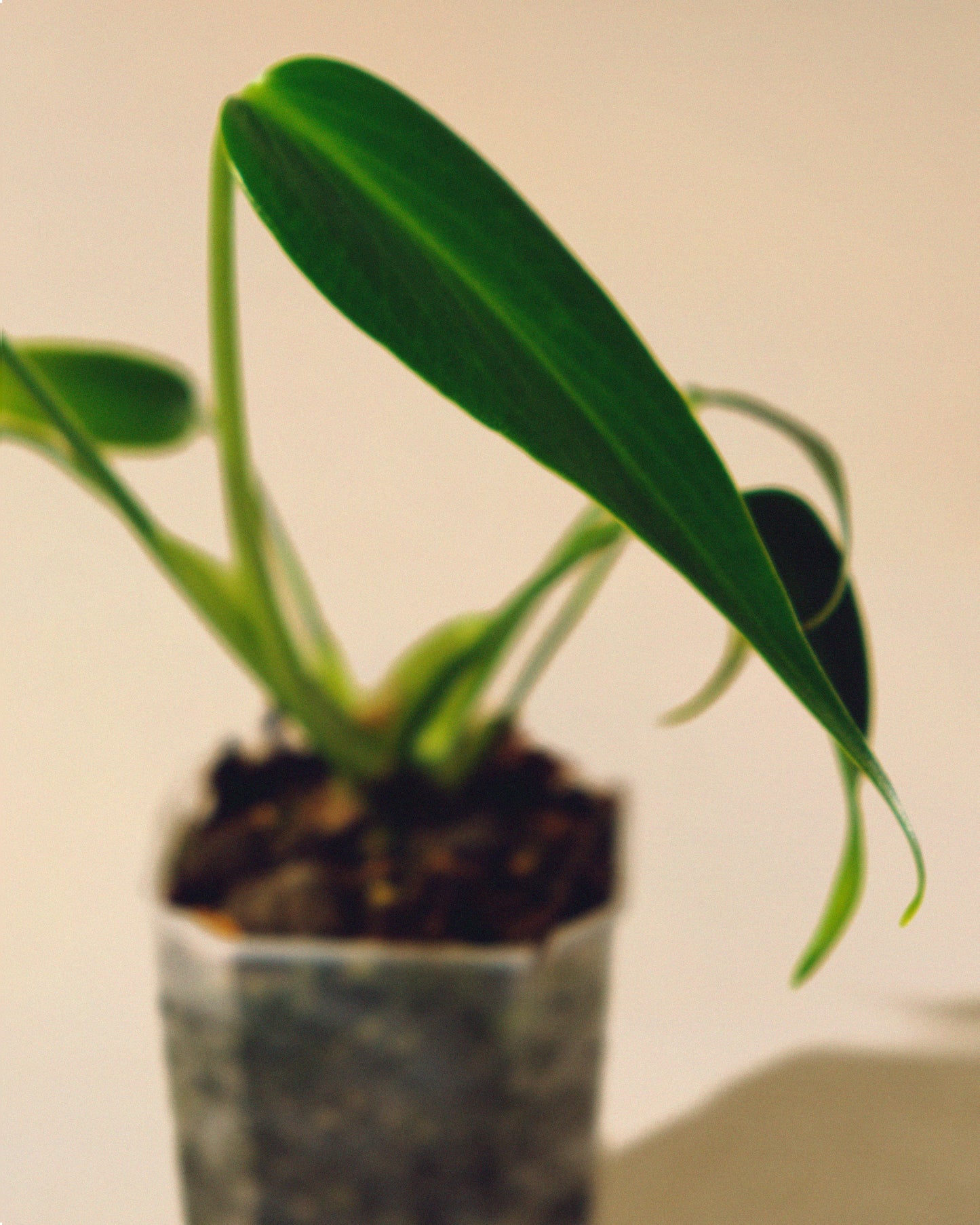 MONSTERA BURLE MARX FLAME 01 BABY