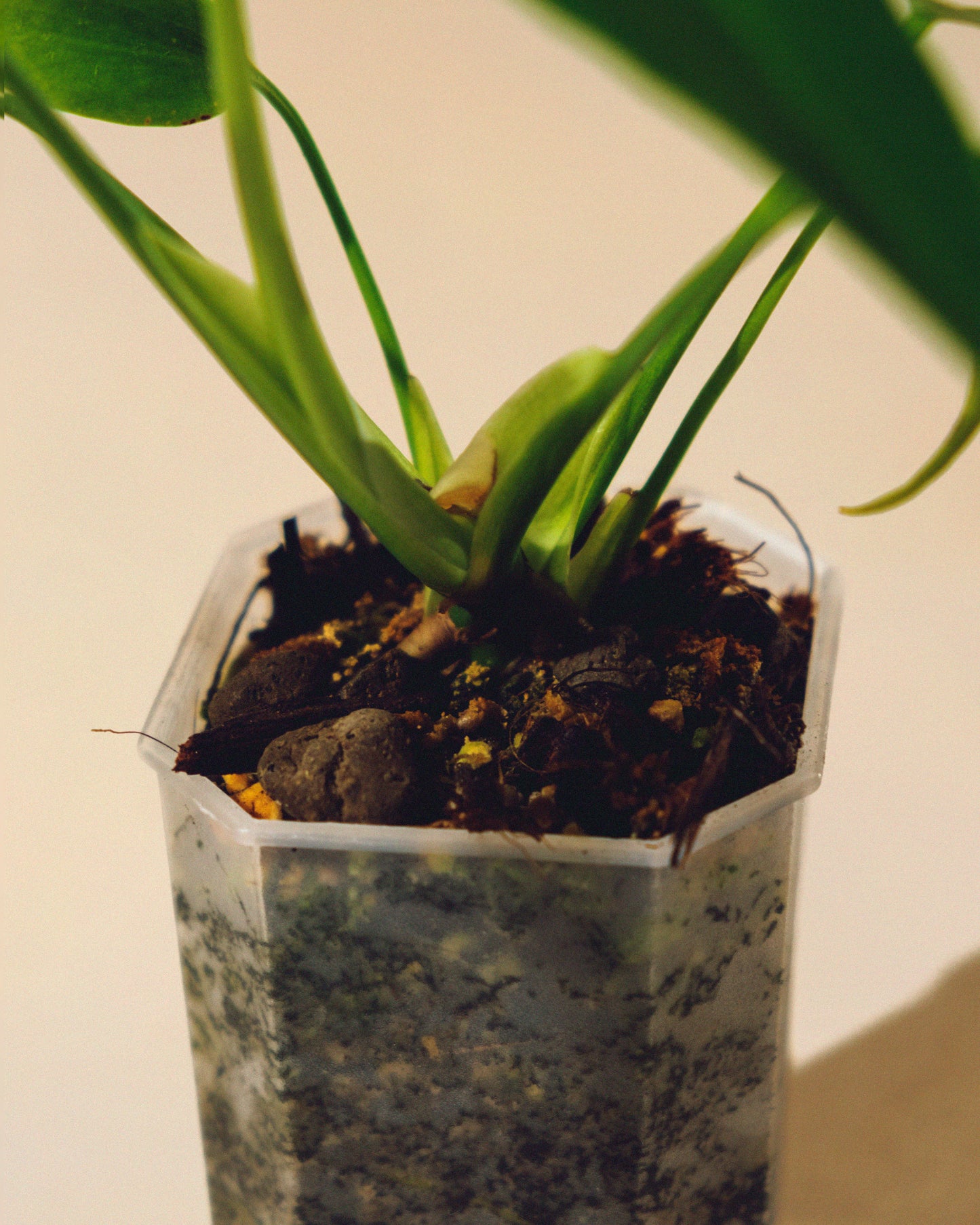 MONSTERA BURLE MARX FLAME 01 BABY