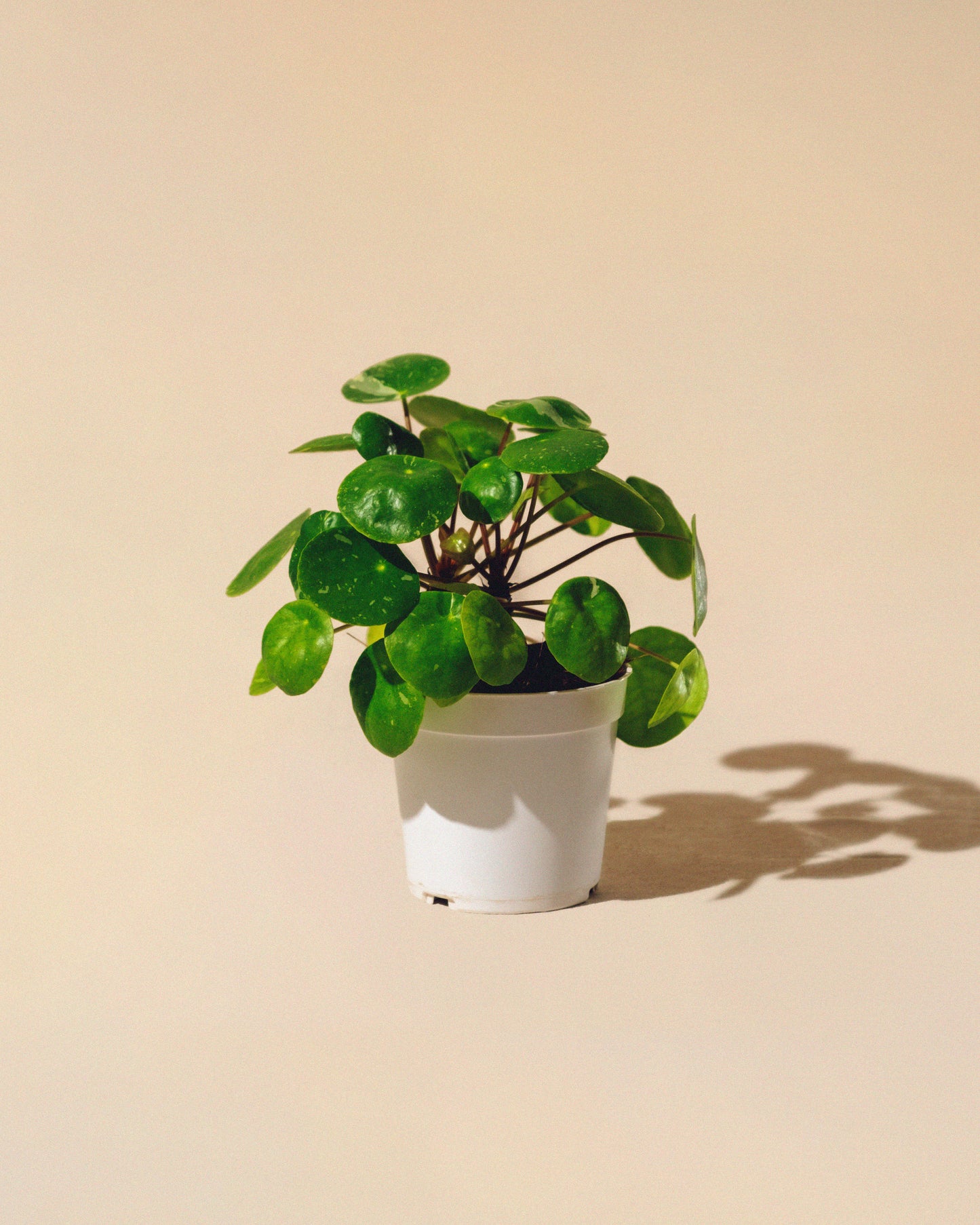 PILEA PEPEROMIOIDES 'WHITE SPLASH'