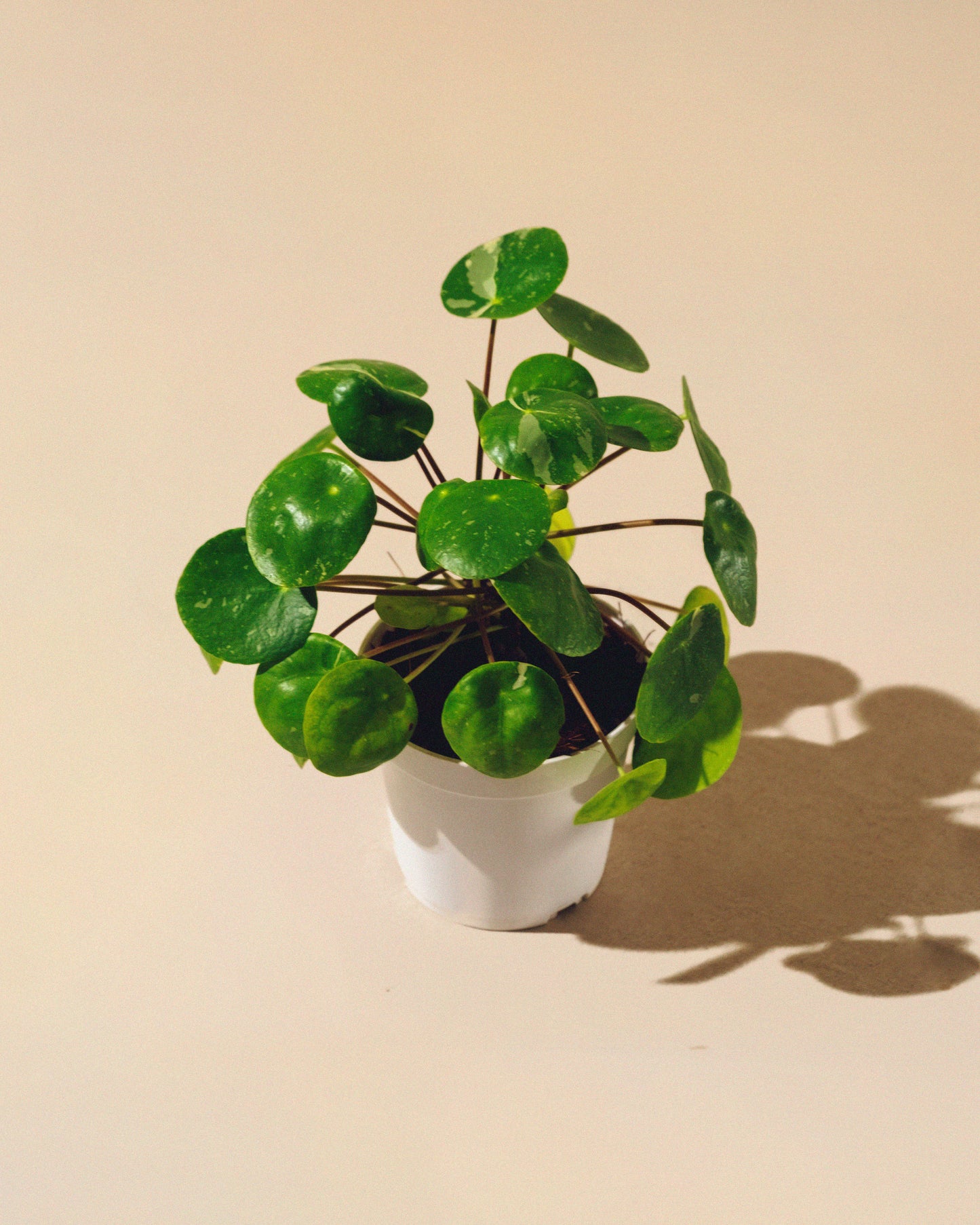 PILEA PEPEROMIOIDES 'WHITE SPLASH'