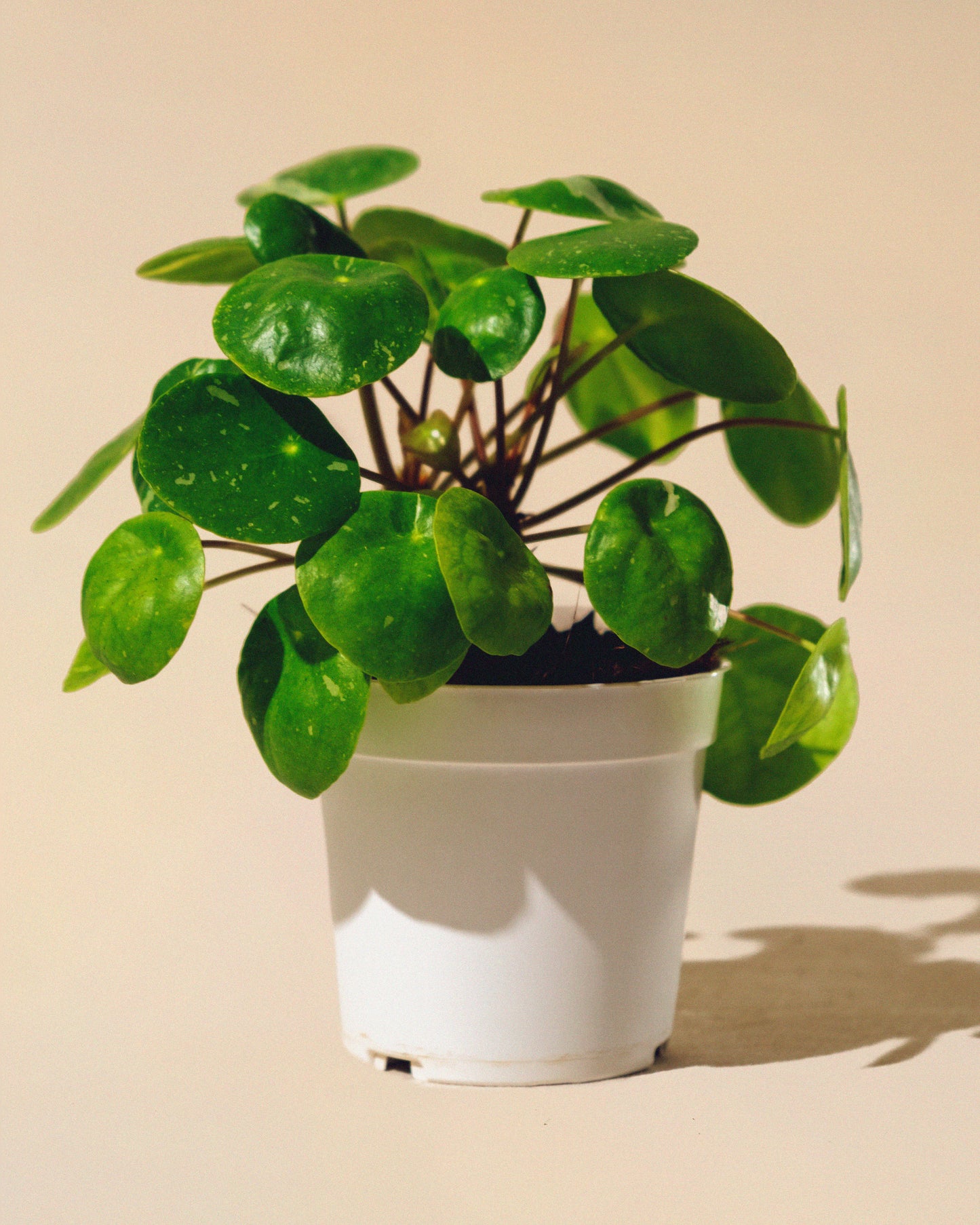 PILEA PEPEROMIOIDES 'WHITE SPLASH'