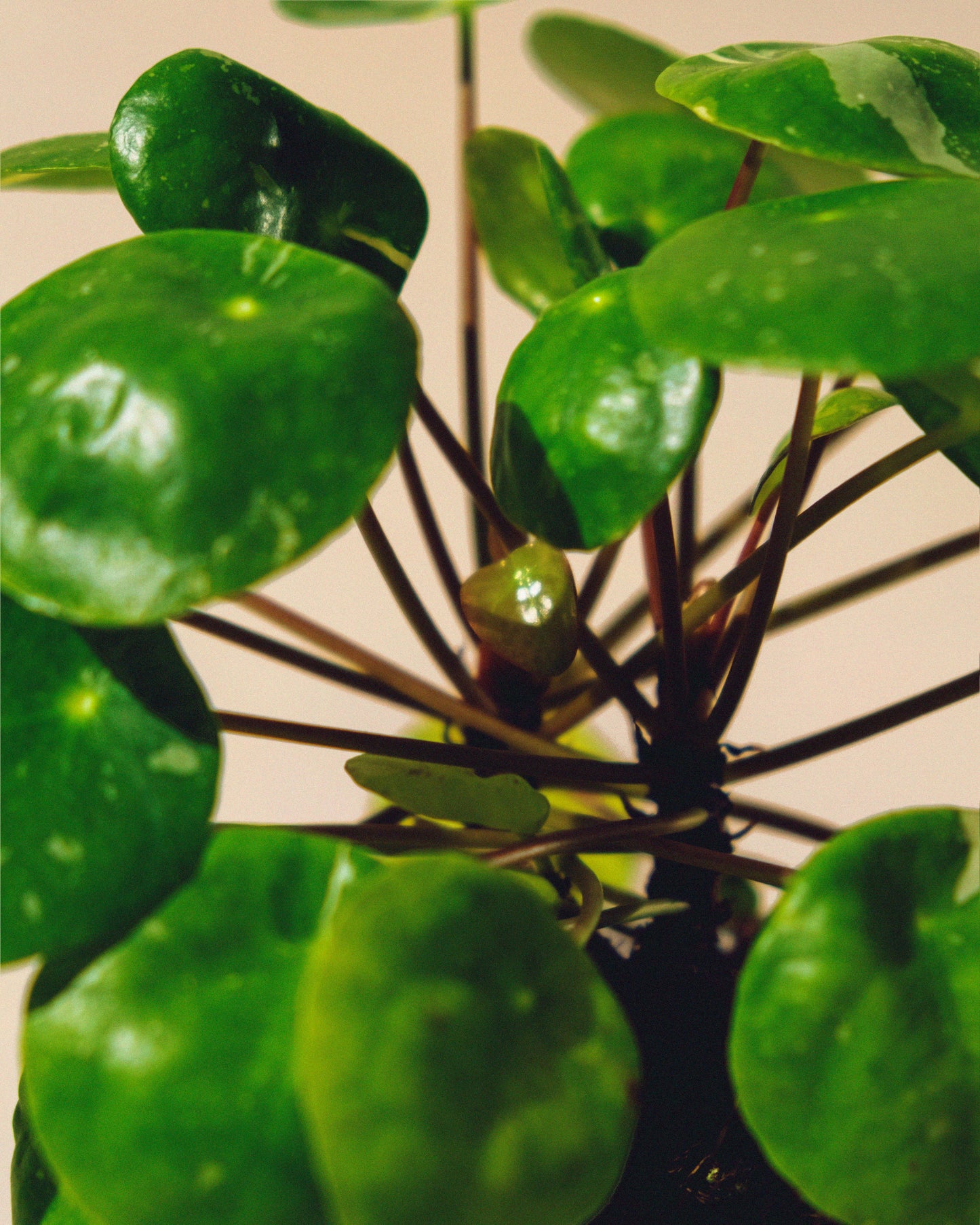 PILEA PEPEROMIOIDES 'WHITE SPLASH'