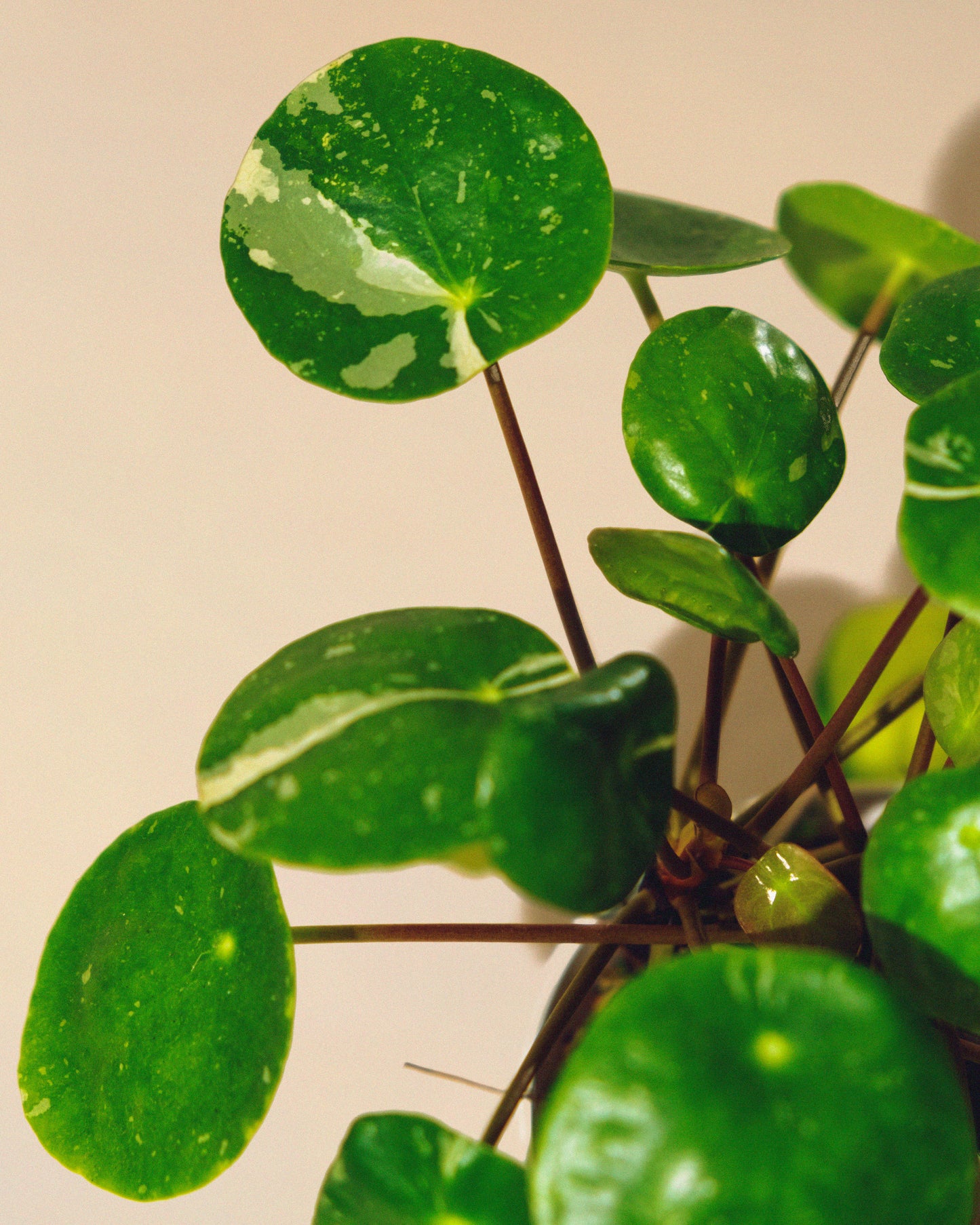 PILEA PEPEROMIOIDES 'WHITE SPLASH'