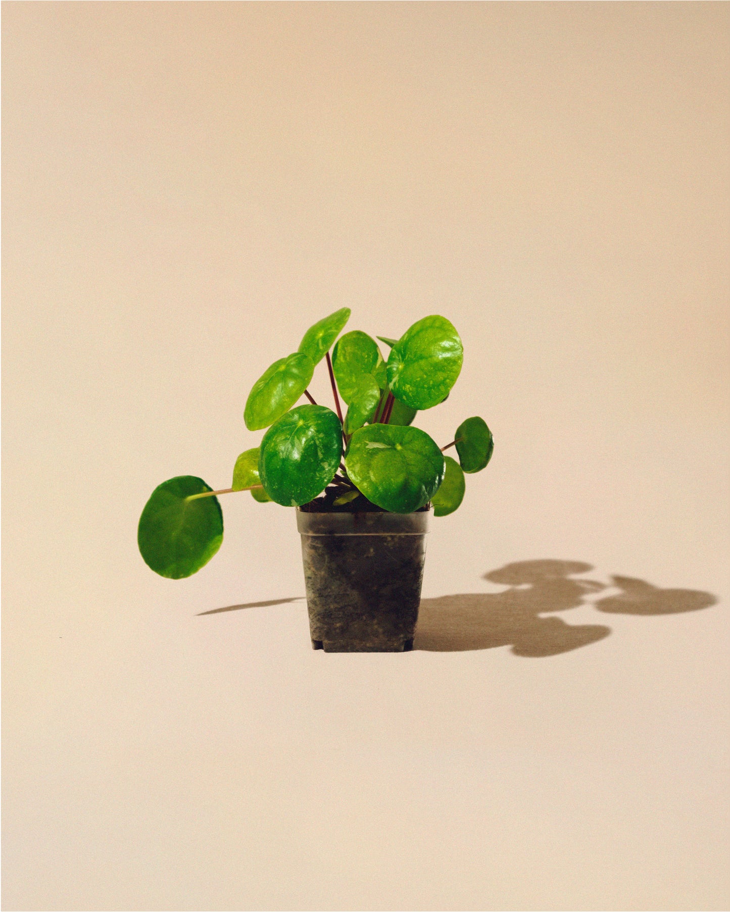 PILEA PEPEROMIOIDES 'WHITE' SPLASH' BABY