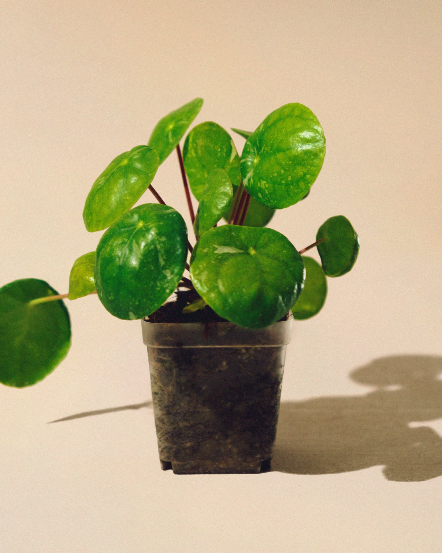 PILEA PEPEROMIOIDES 'WHITE' SPLASH' BABY