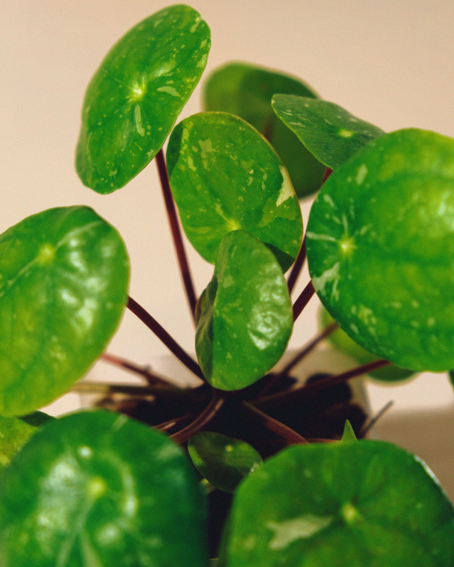 PILEA PEPEROMIOIDES 'WHITE' SPLASH' BABY