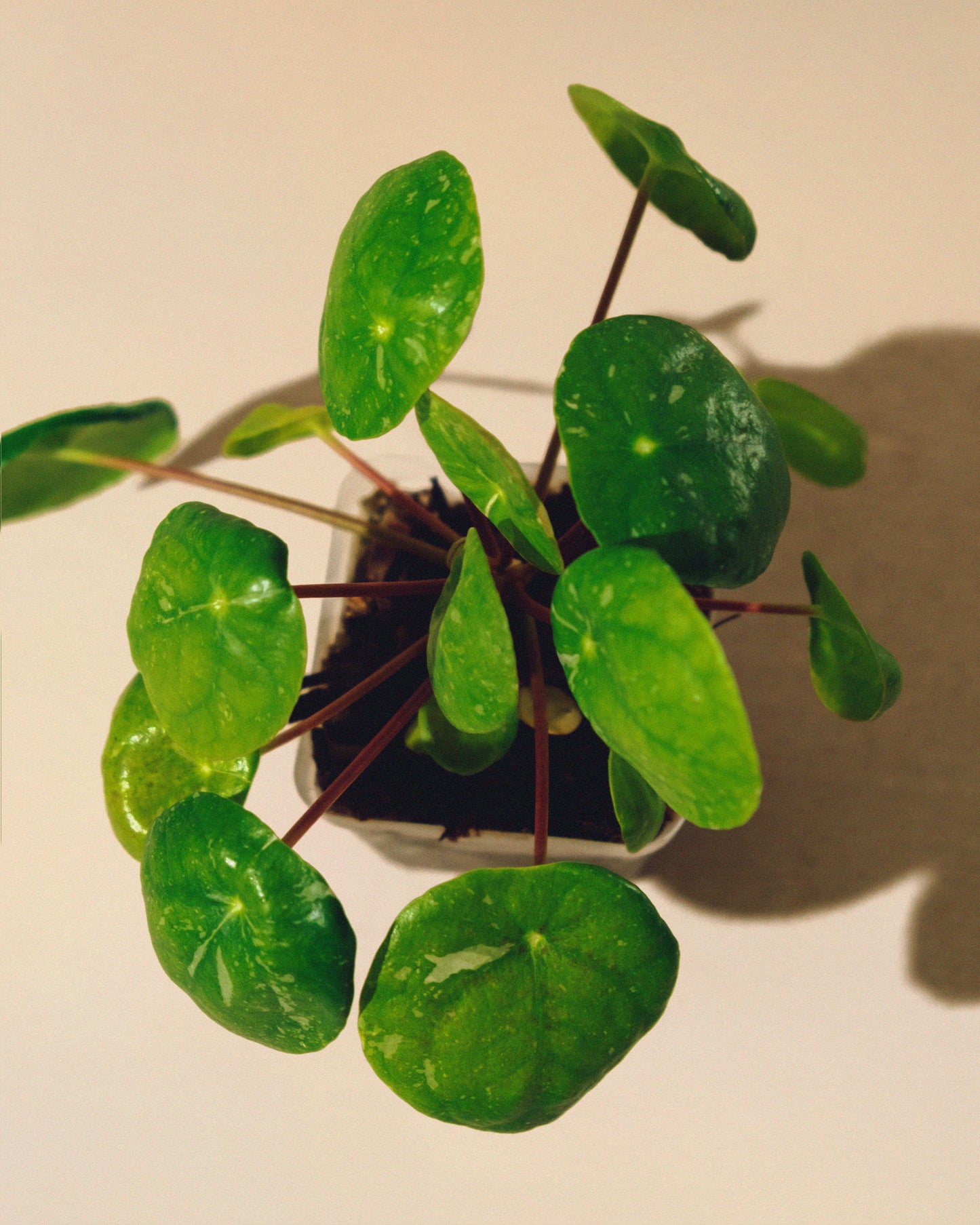 PILEA PEPEROMIOIDES 'WHITE' SPLASH' BABY