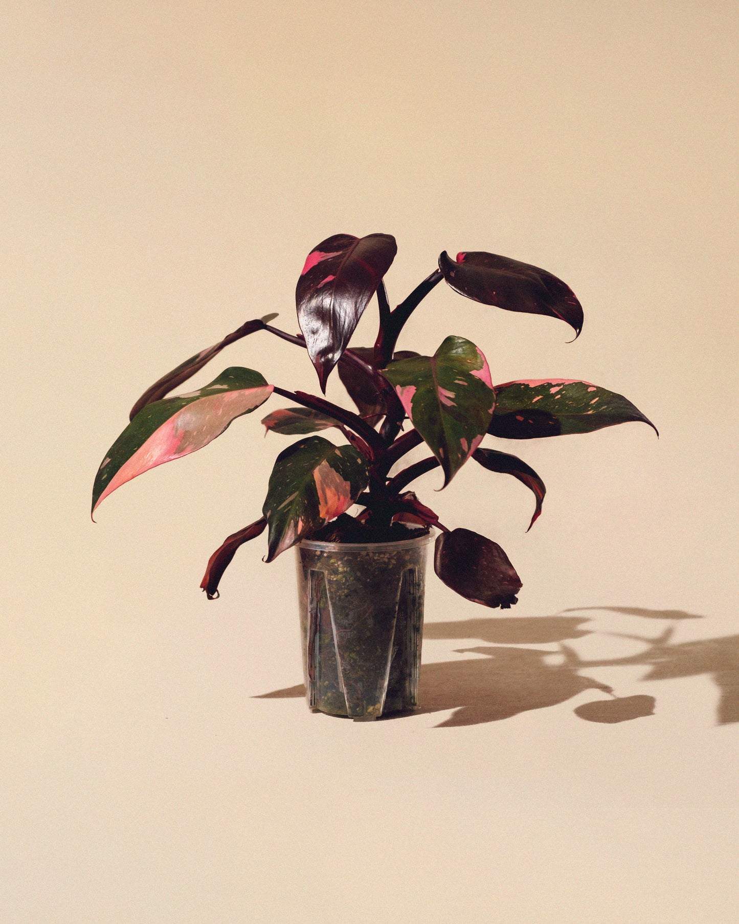 PHILODENDRON PINK PRINCESS MARBLE