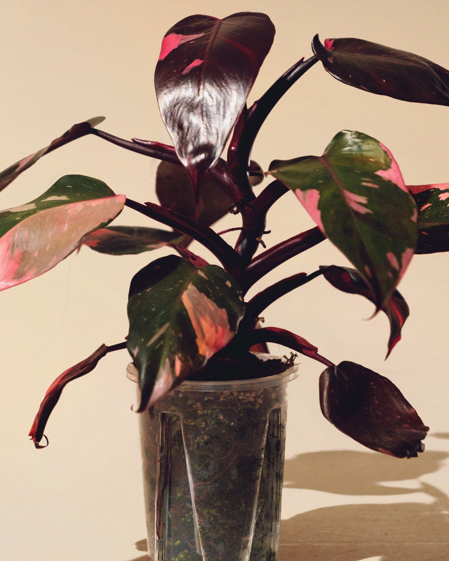 PHILODENDRON PINK PRINCESS MARBLE