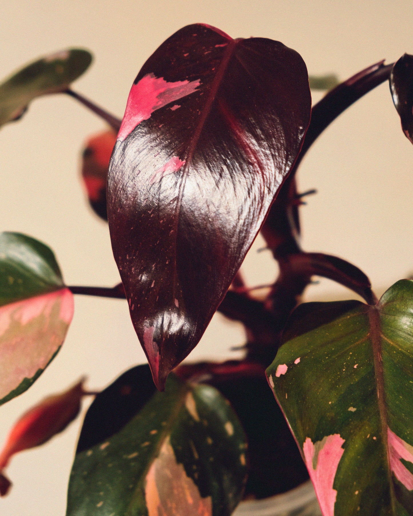 PHILODENDRON PINK PRINCESS MARBLE