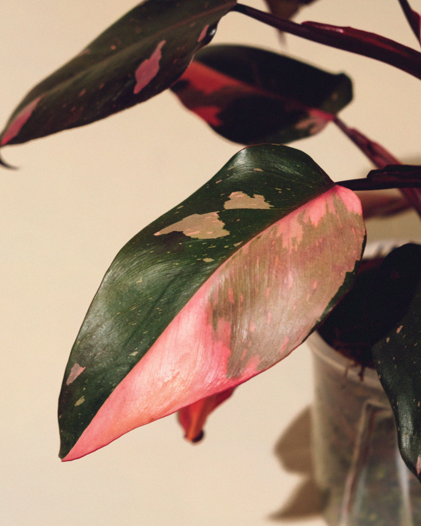 PHILODENDRON PINK PRINCESS MARBLE