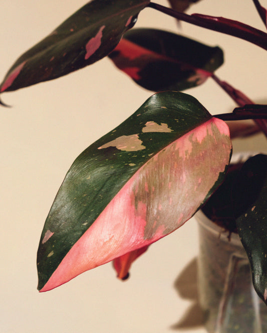 PHILODENDRON PINK PRINCESS MARBLE