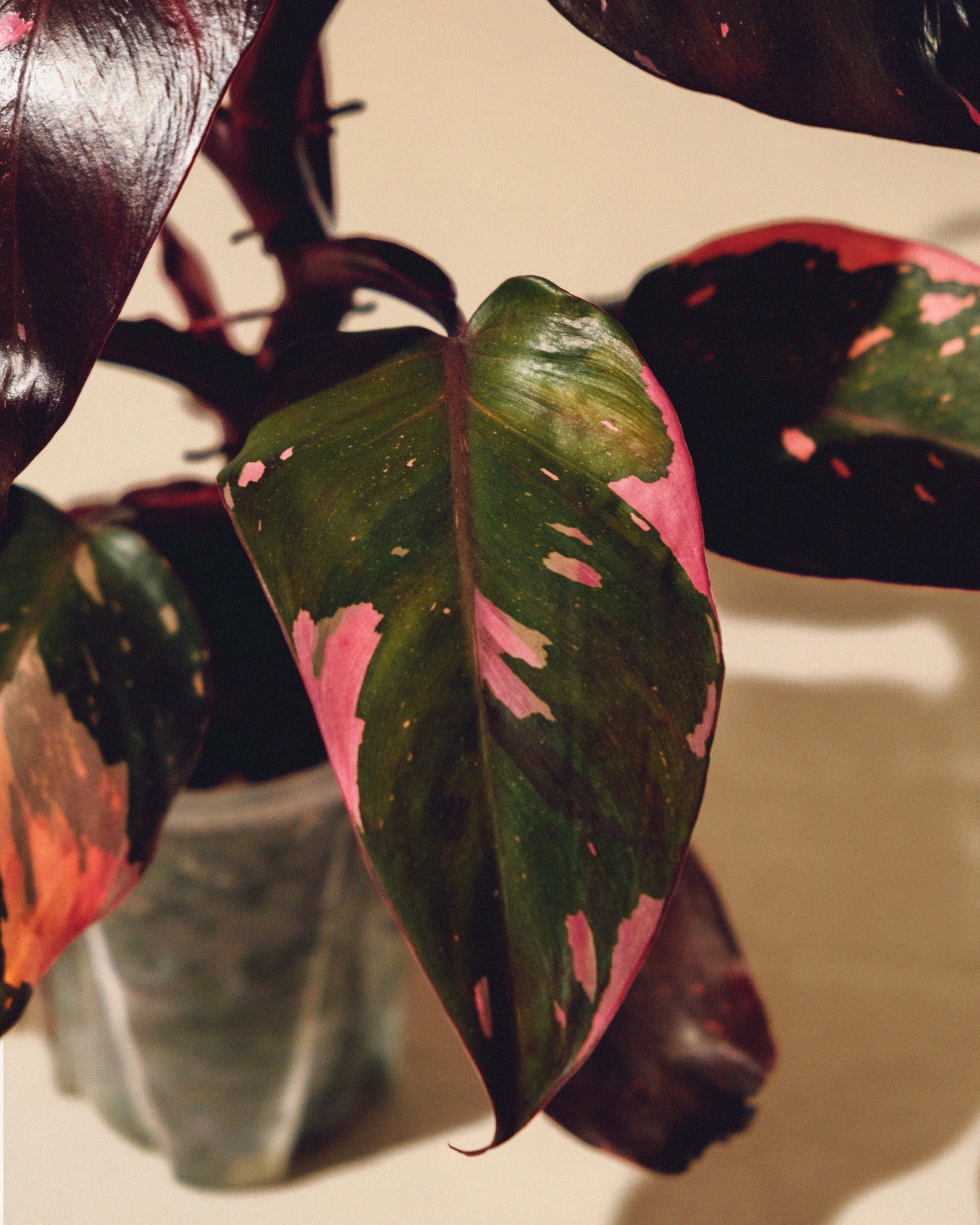 PHILODENDRON PINK PRINCESS MARBLE