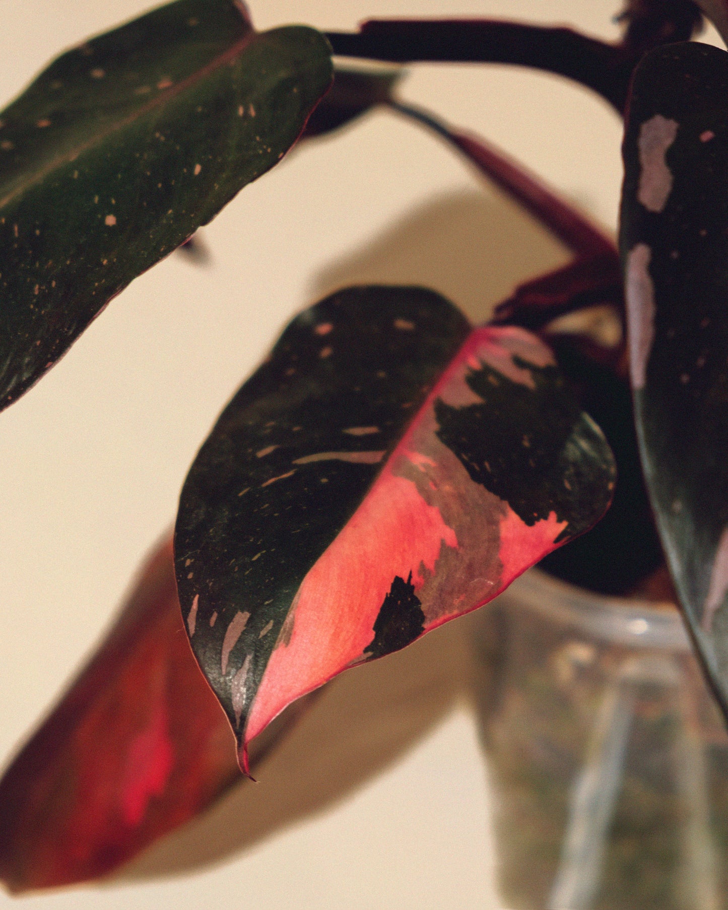 PHILODENDRON PINK PRINCESS MARBLE