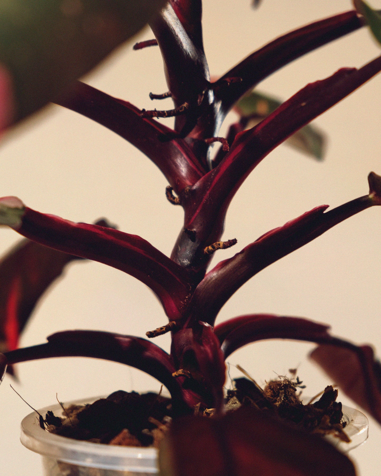 PHILODENDRON PINK PRINCESS MARBLE