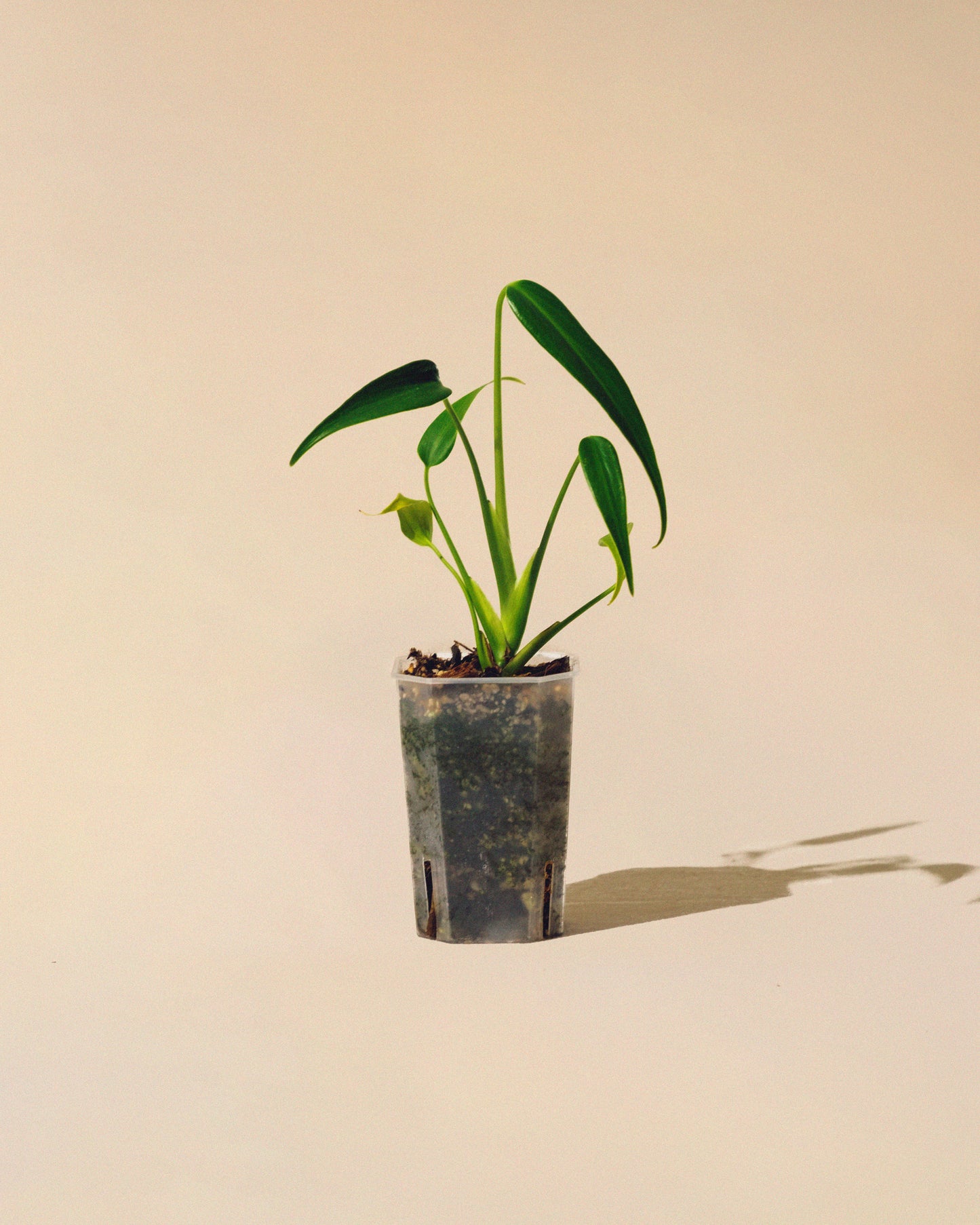 MONSTERA BURLE MARX FLAME 02 BABY