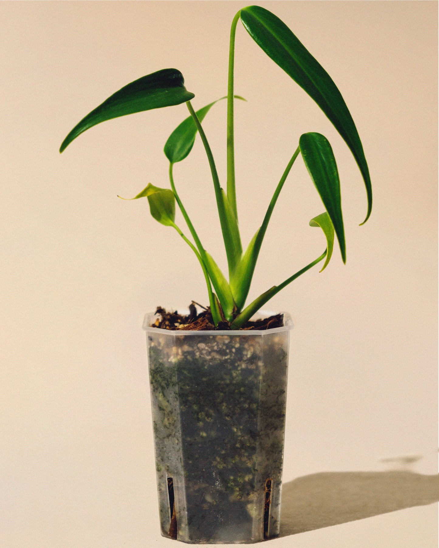 MONSTERA BURLE MARX FLAME 02 BABY