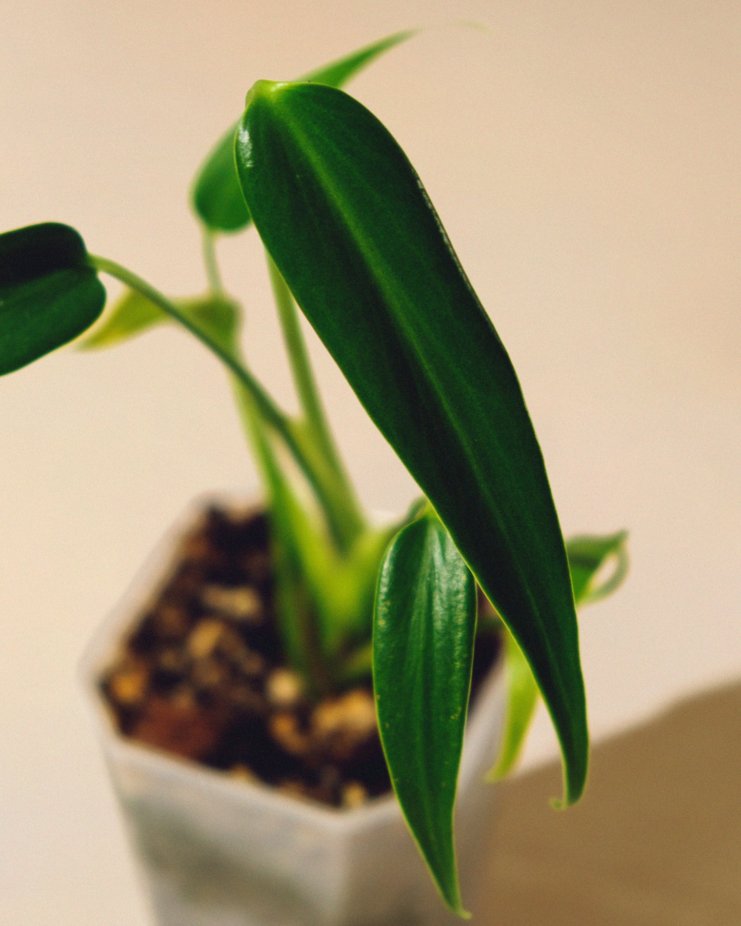 MONSTERA BURLE MARX FLAME 02 BABY