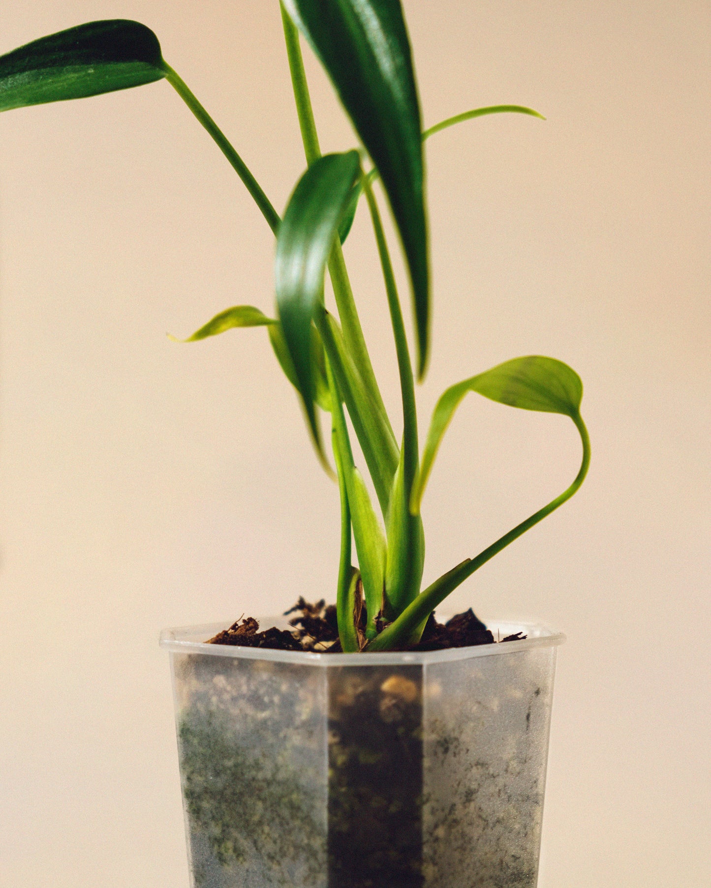 MONSTERA BURLE MARX FLAME 02 BABY