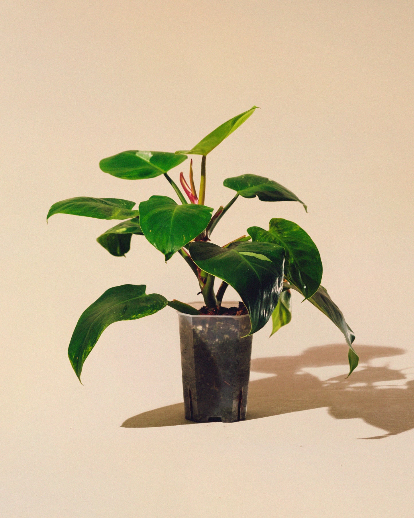 PHILODENDRON WHITE PRINCESS