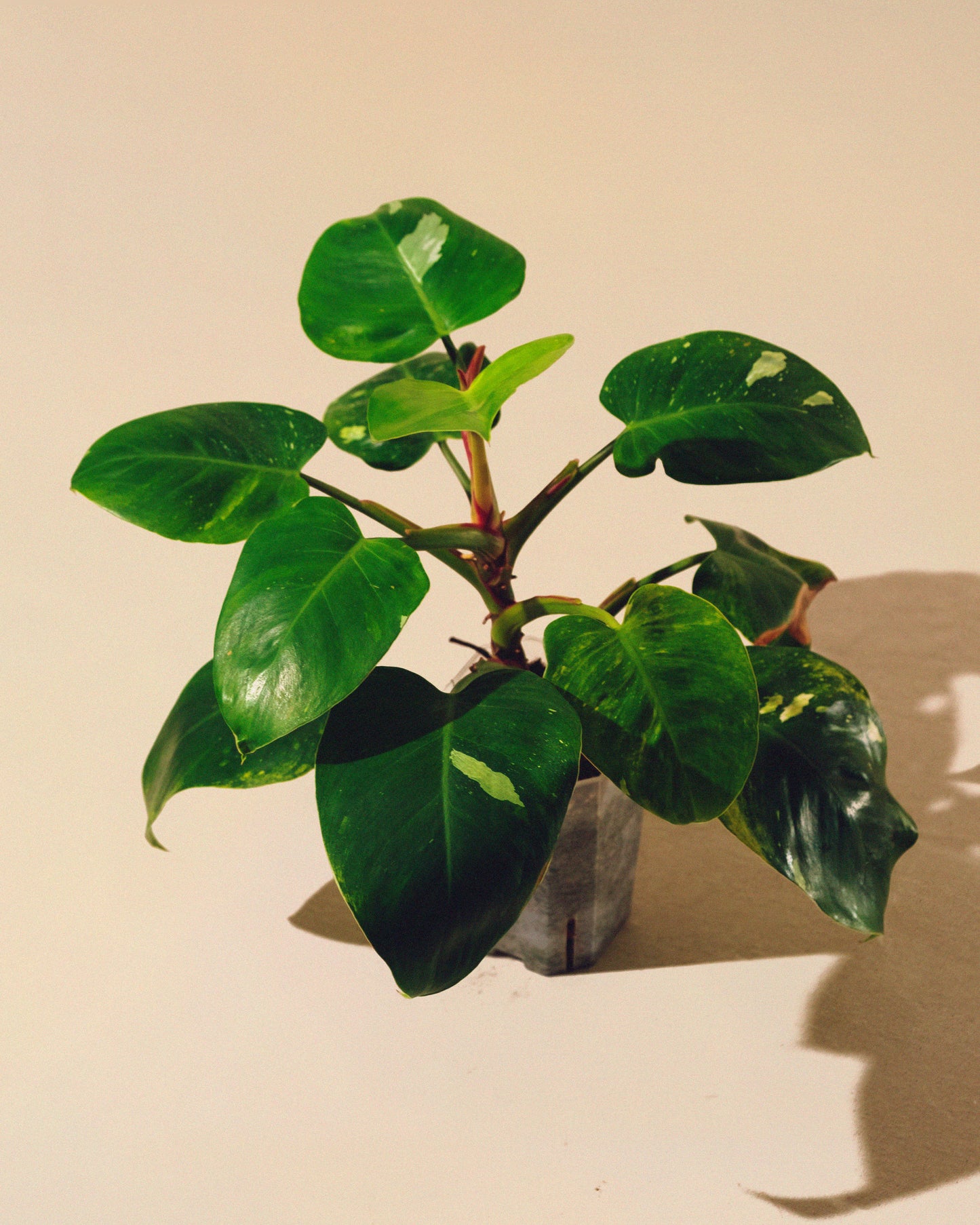 PHILODENDRON WHITE PRINCESS