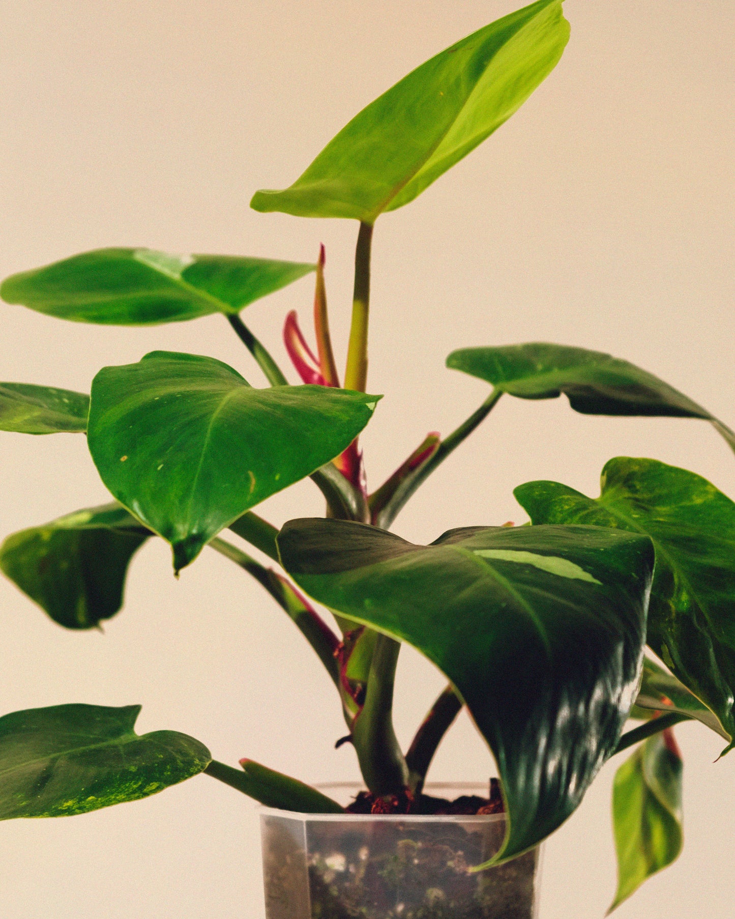 PHILODENDRON WHITE PRINCESS