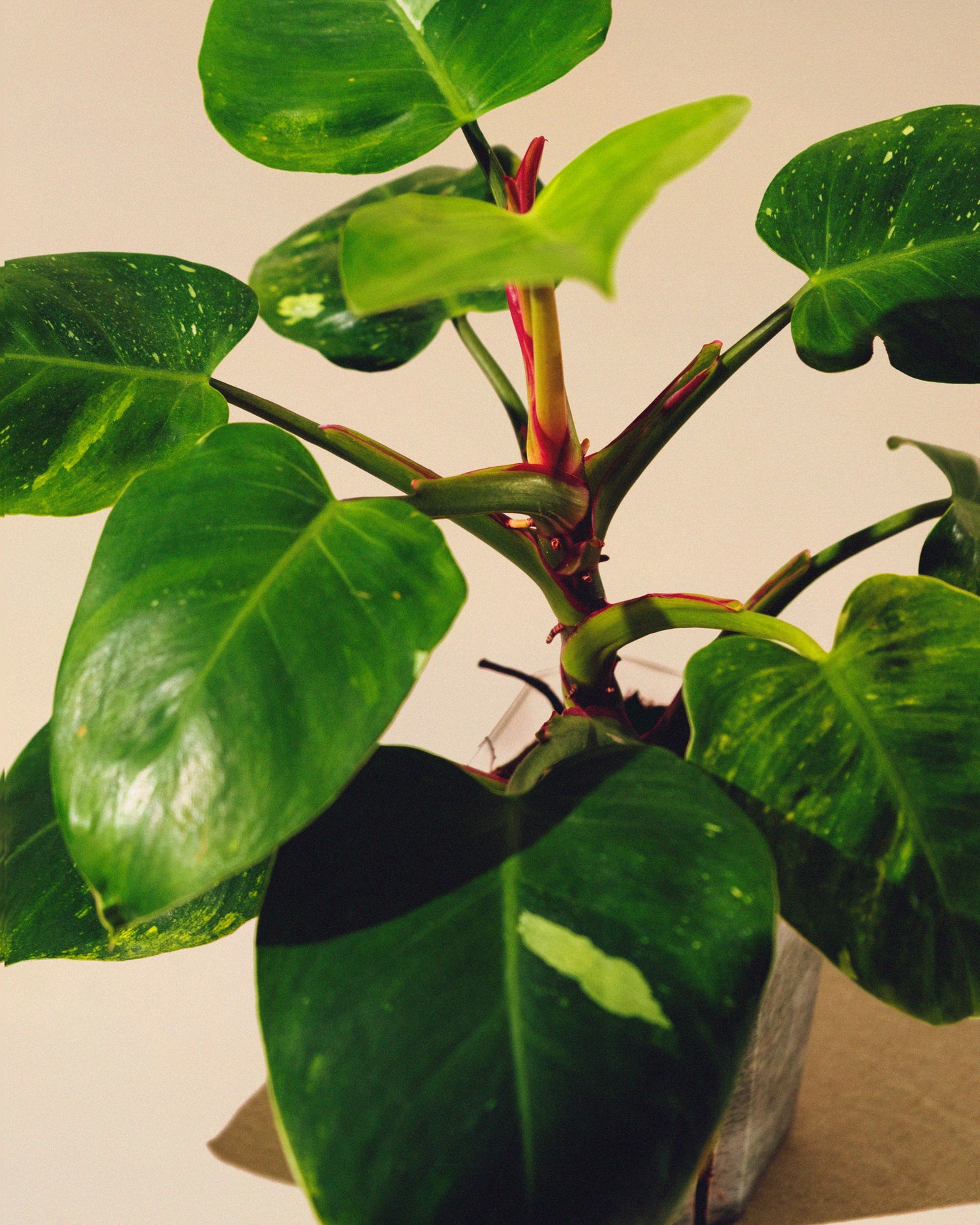 PHILODENDRON WHITE PRINCESS