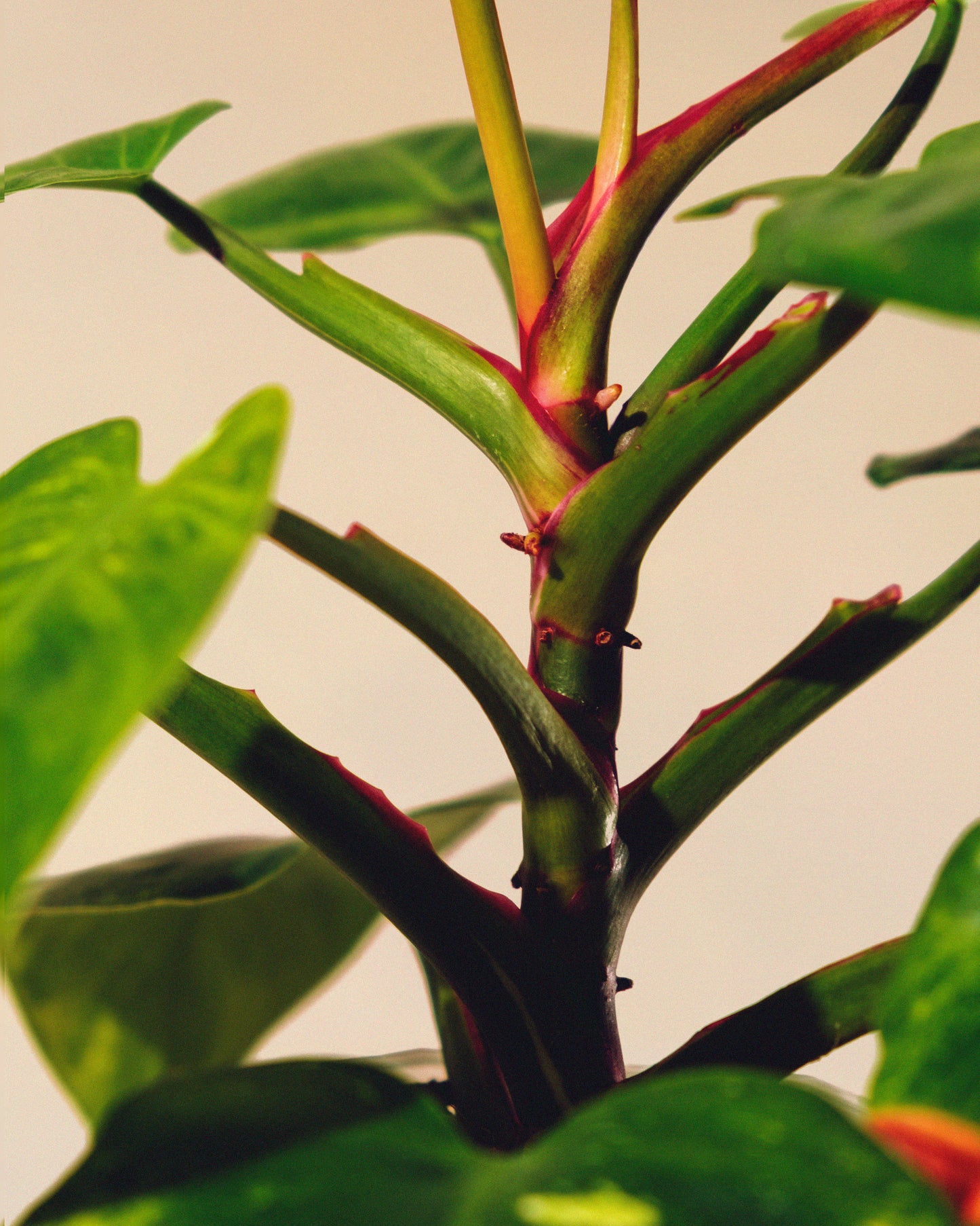 PHILODENDRON WHITE PRINCESS