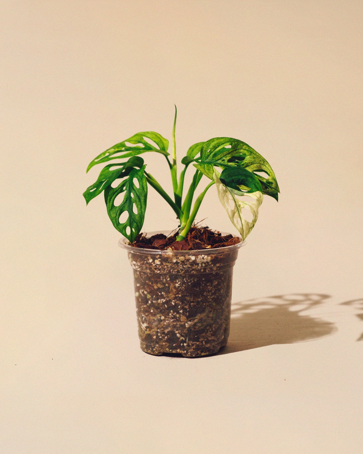 MONSTERA ADANSONII ALBO