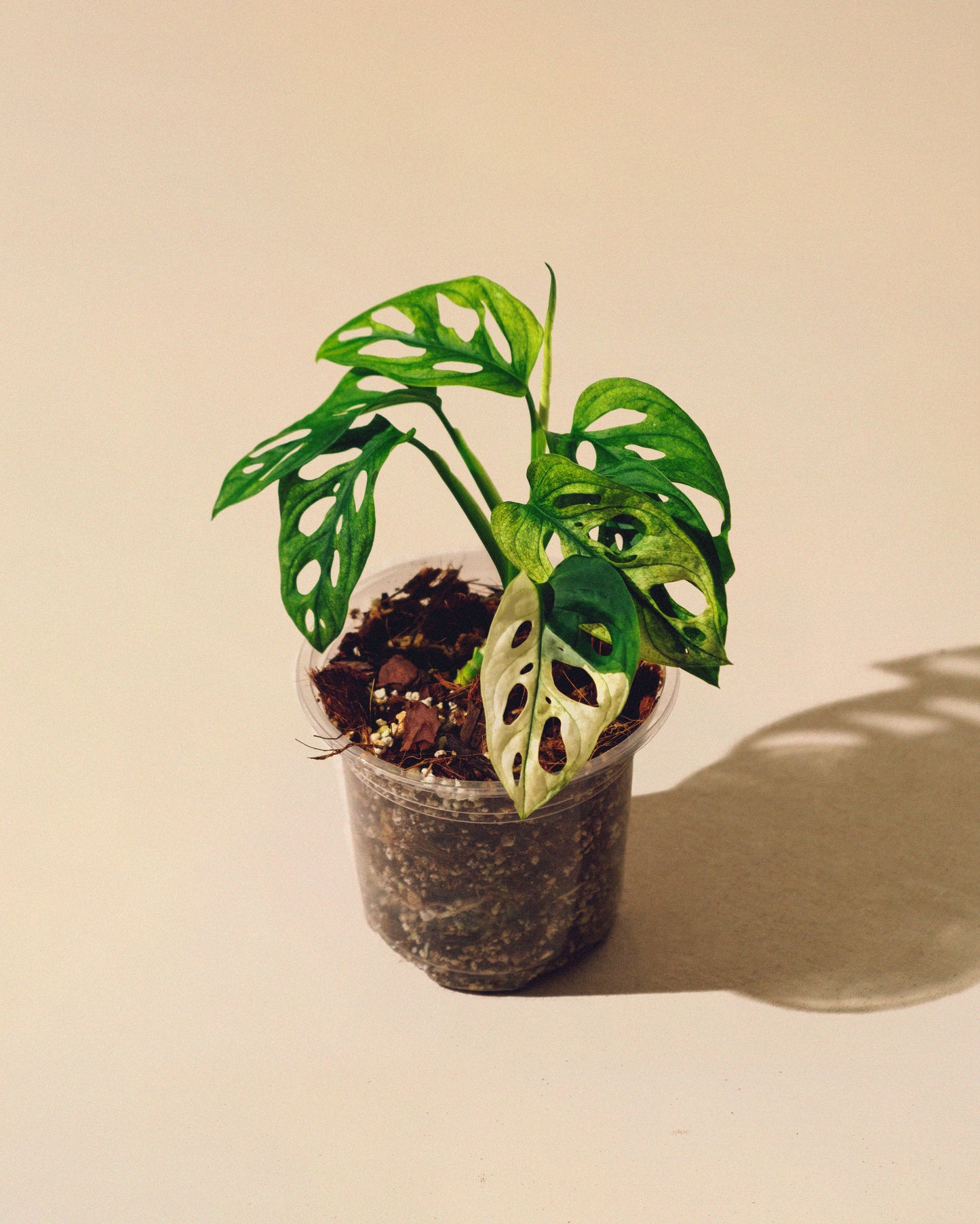 MONSTERA ADANSONII ALBO