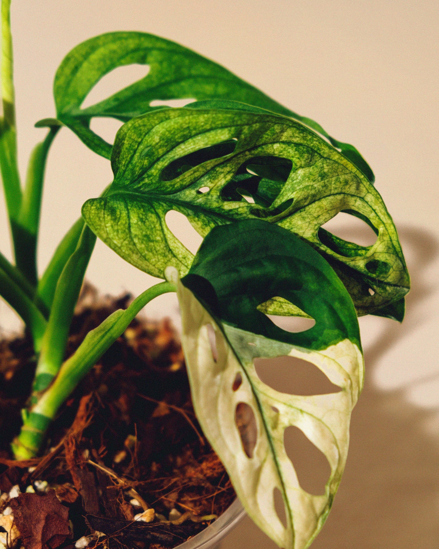 MONSTERA ADANSONII ALBO