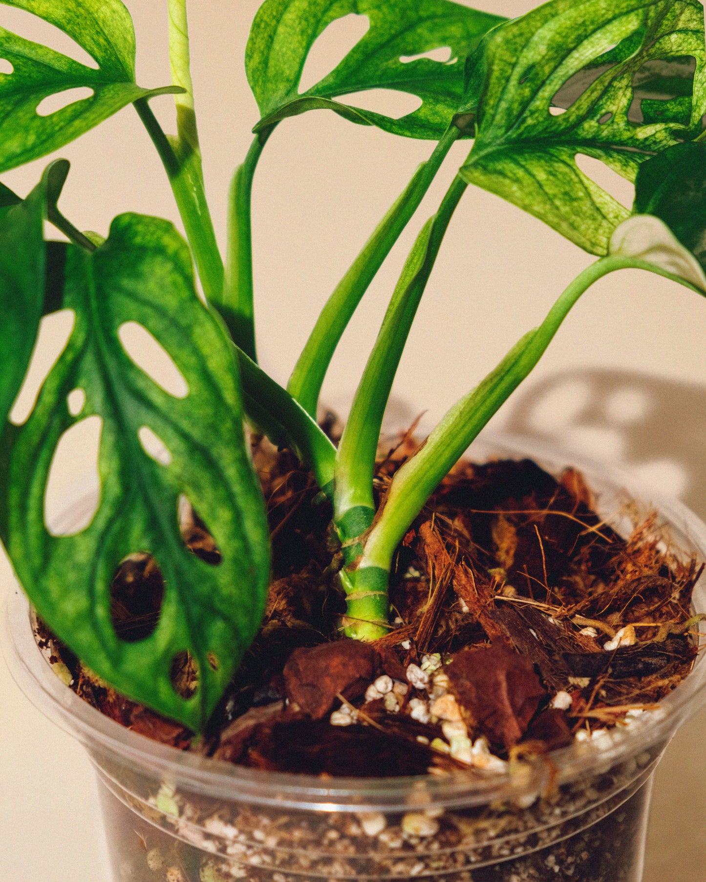 MONSTERA ADANSONII ALBO