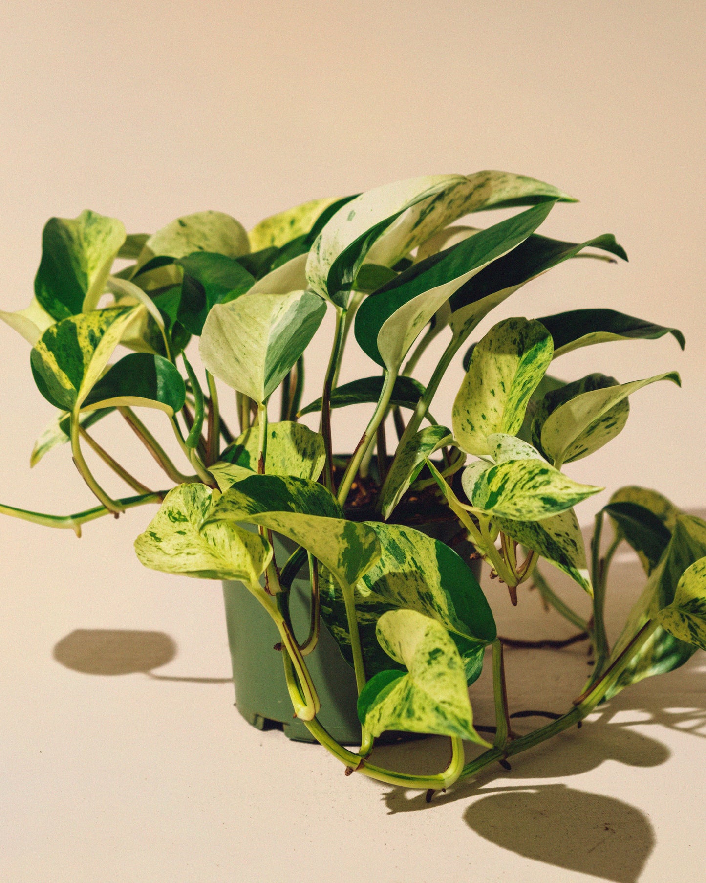 POTHOS MARBLE QUEEN