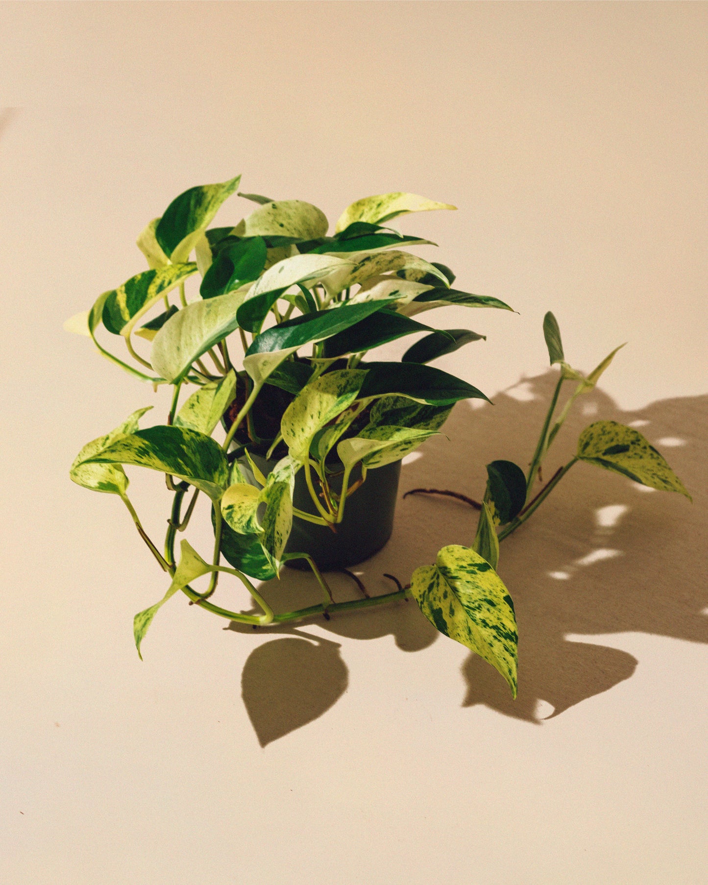 POTHOS MARBLE QUEEN