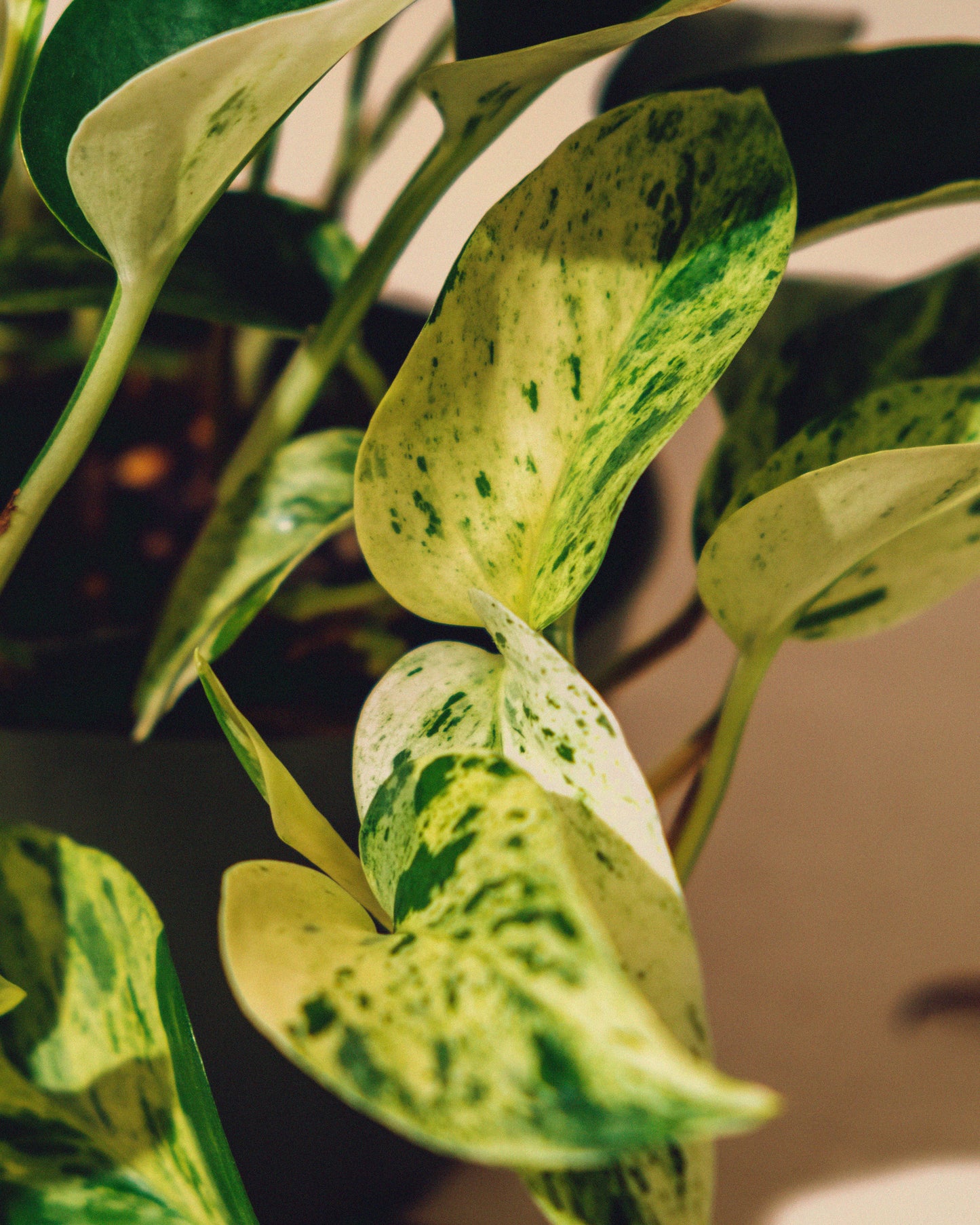 POTHOS MARBLE QUEEN