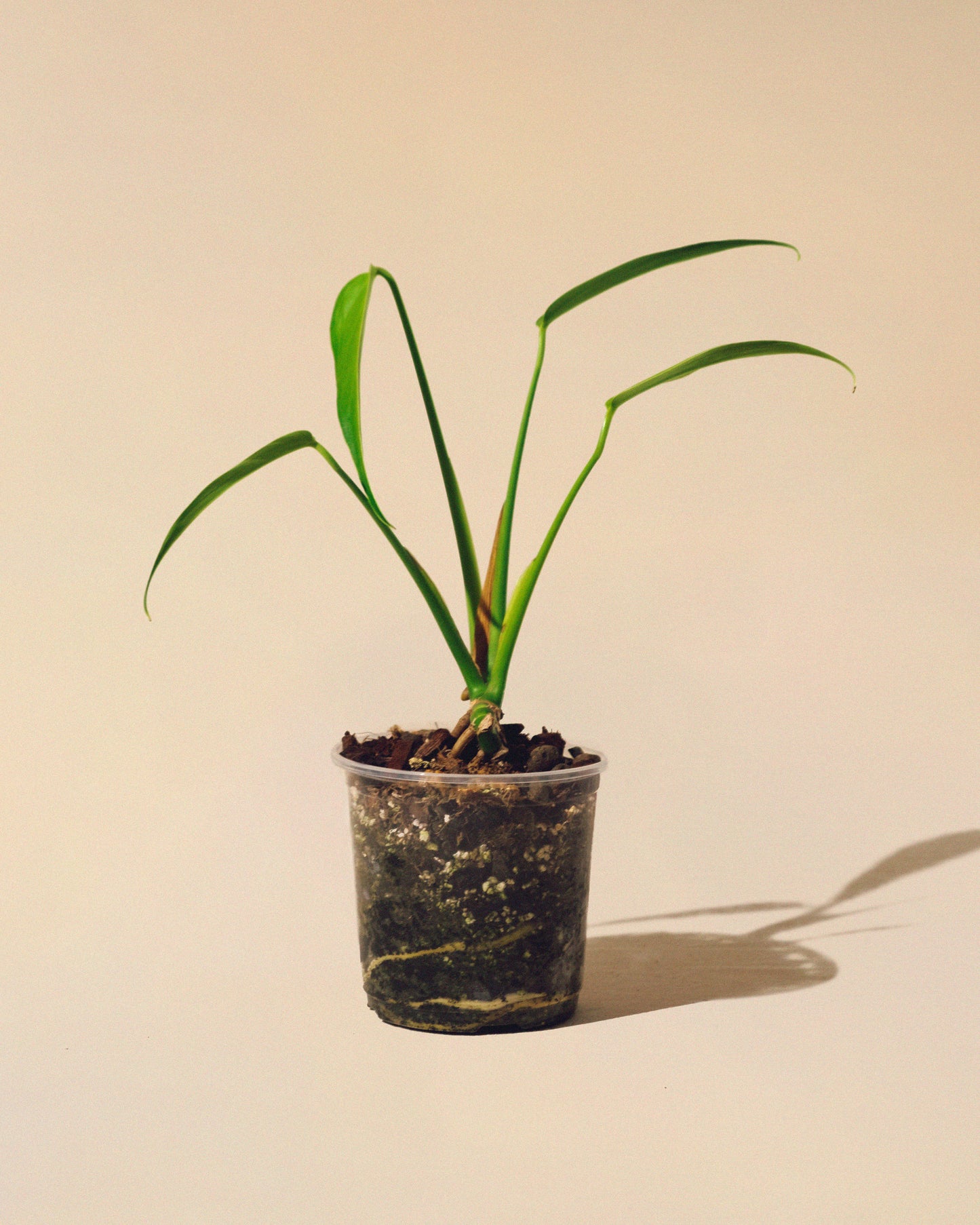 MONSTERA BURLE MARX FLAME M