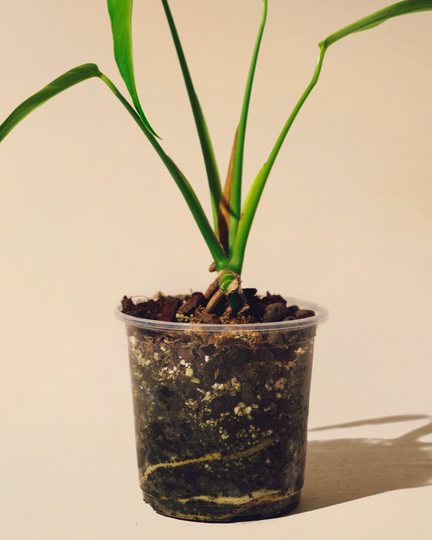 MONSTERA BURLE MARX FLAME M