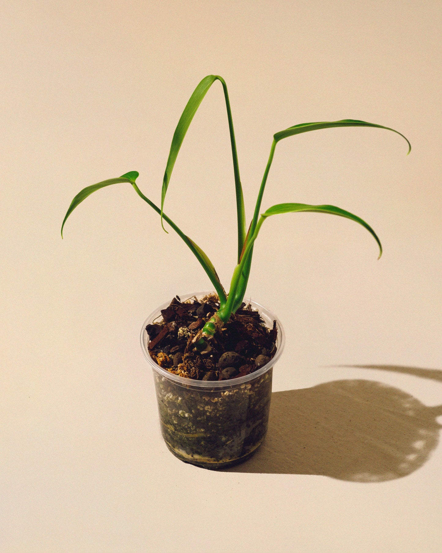 MONSTERA BURLE MARX FLAME M