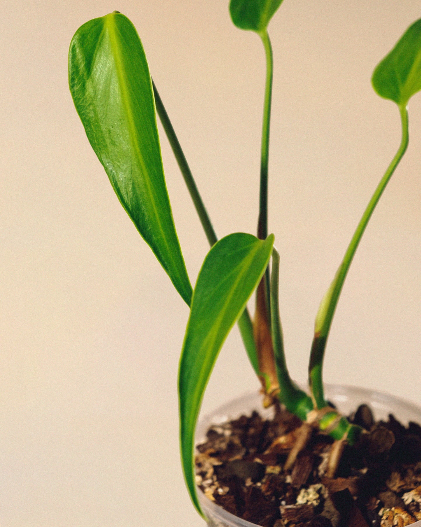 MONSTERA BURLE MARX FLAME M