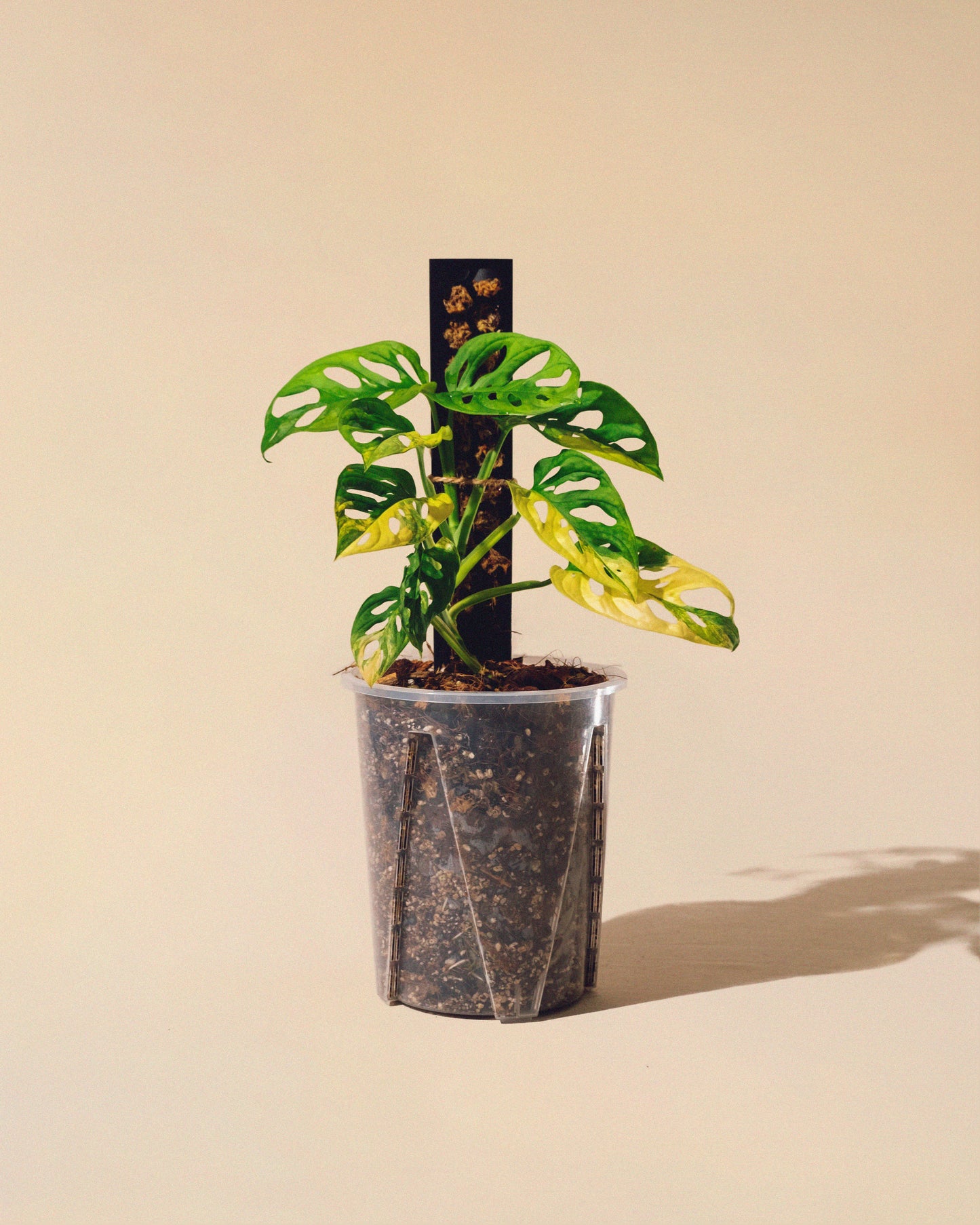 MONSTERA ADANSONII AUREA M CON TUTOR