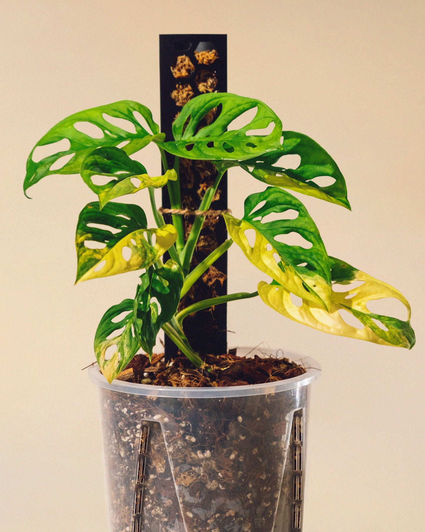 MONSTERA ADANSONII AUREA M CON TUTOR