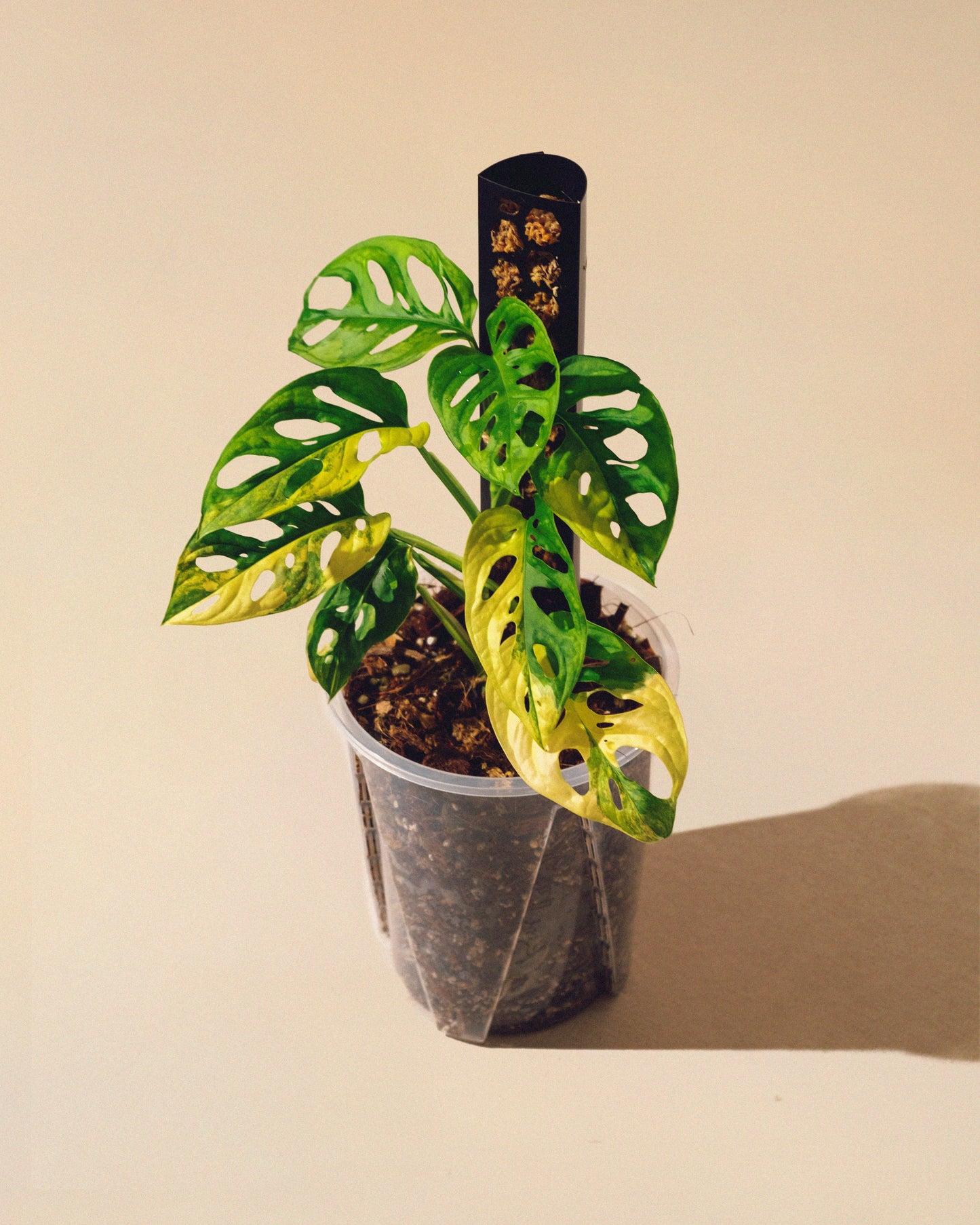 MONSTERA ADANSONII AUREA M CON TUTOR